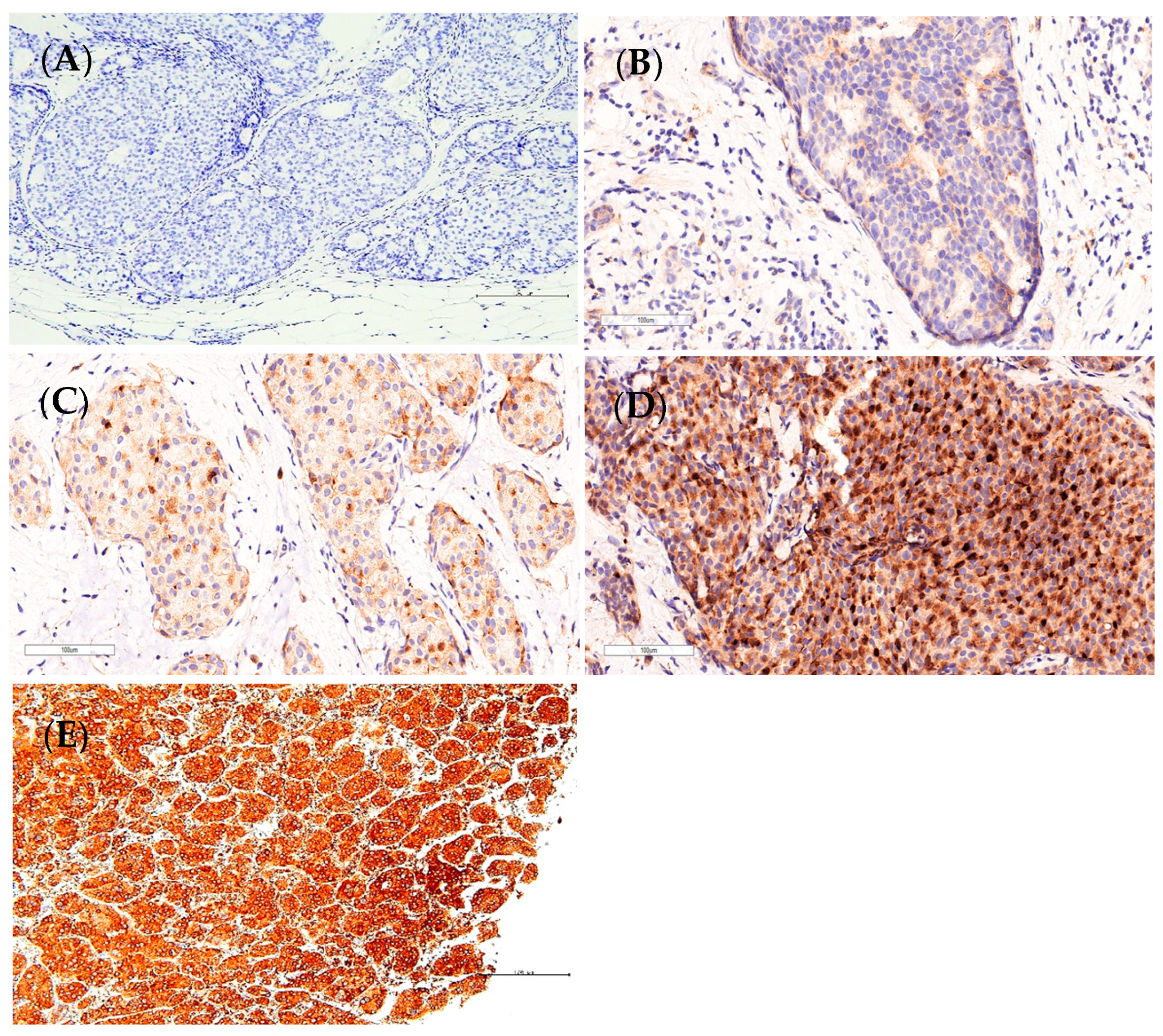 Diagnostics 14 00701 g001