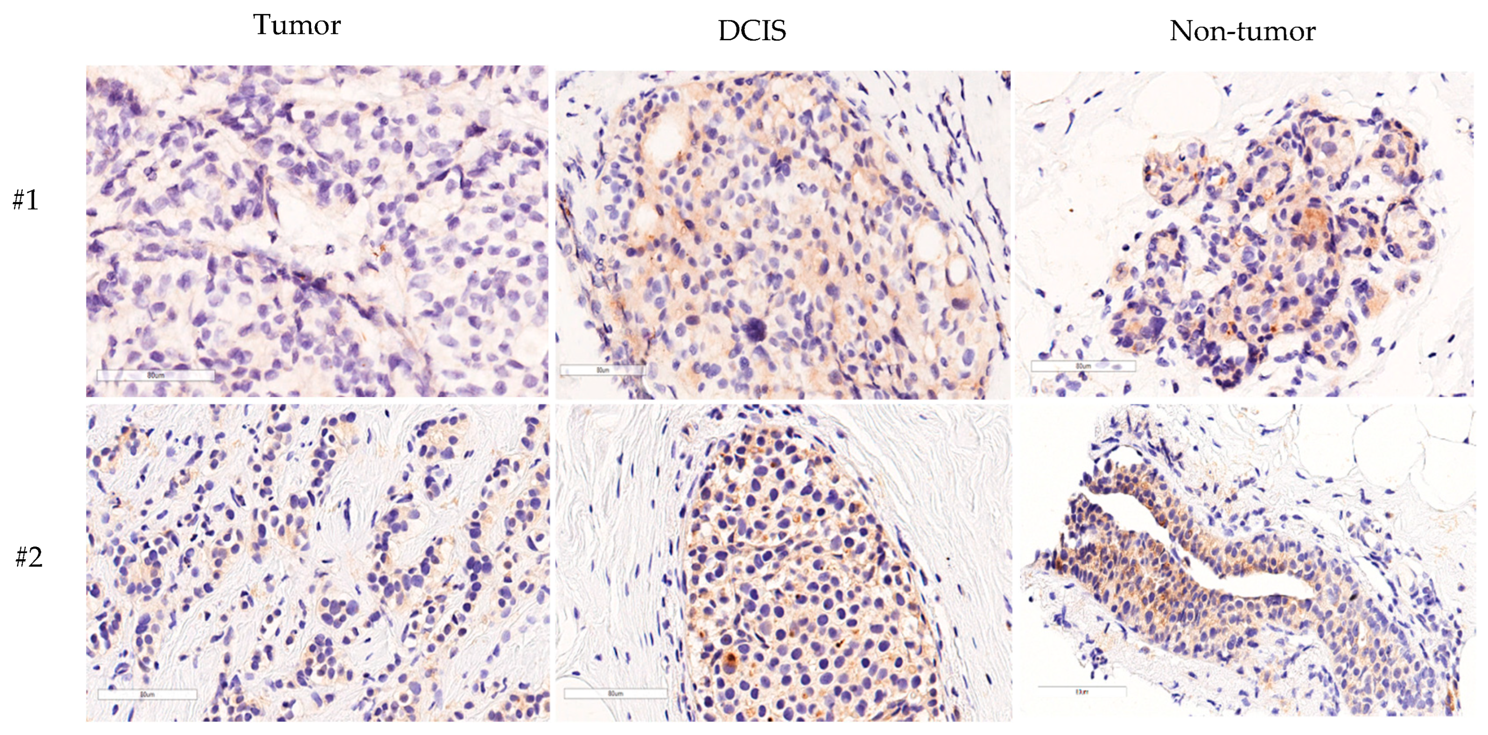 Diagnostics 14 00701 g003