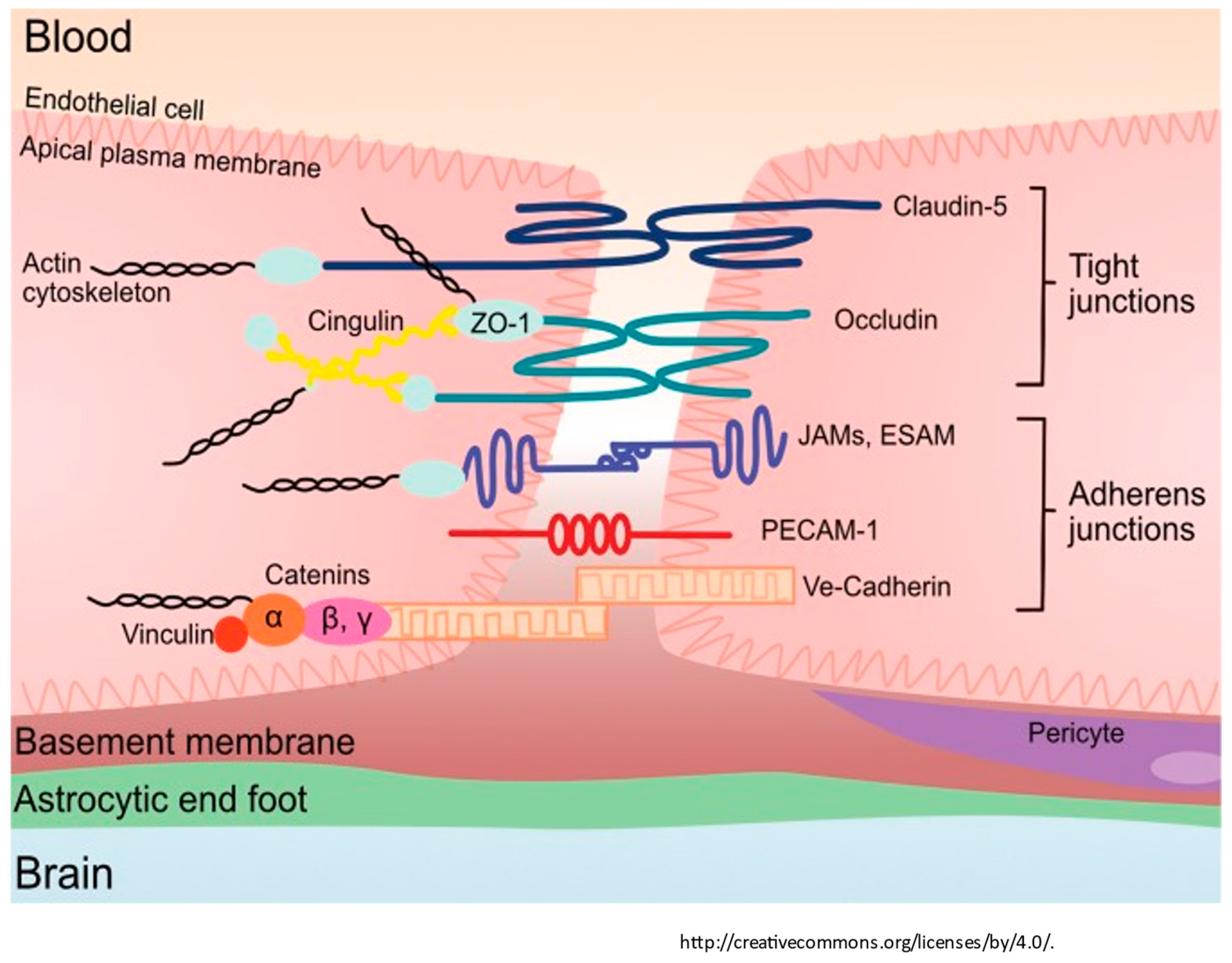 Diagnostics 14 00726 g002