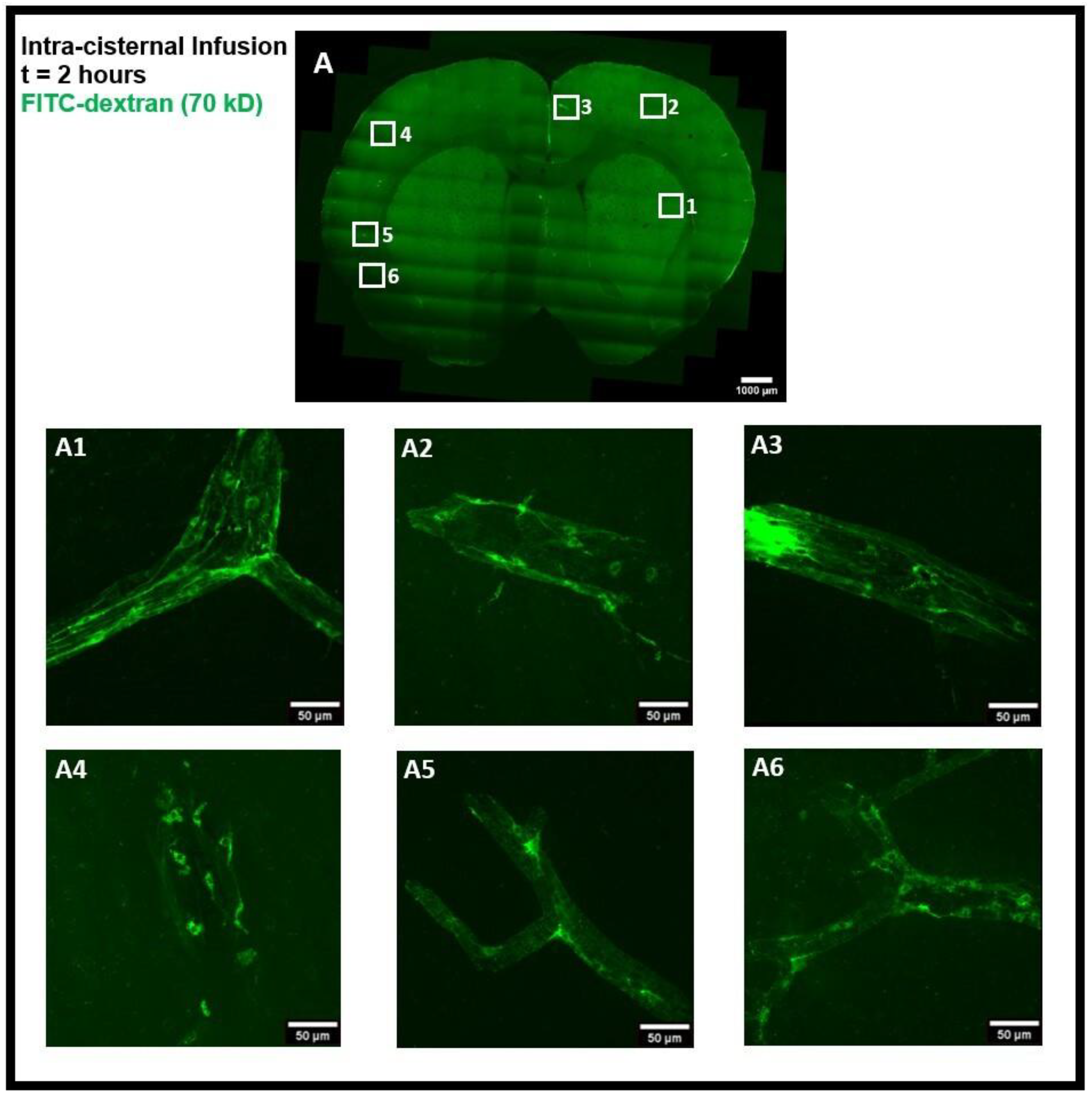 Diagnostics 14 00731 g006