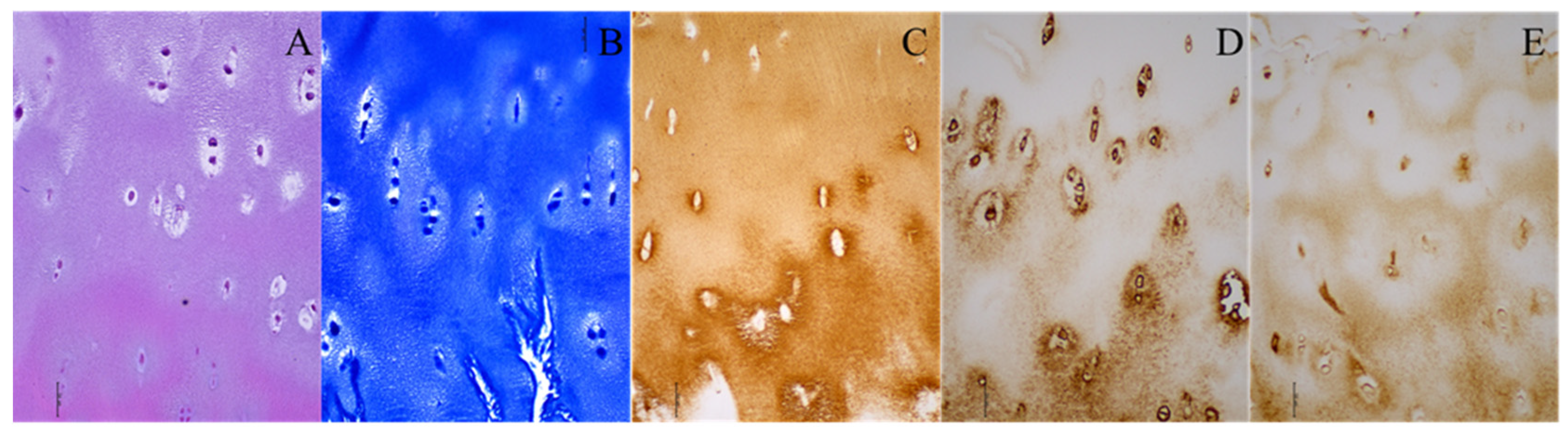 Diagnostics 14 00779 g001 Diagnostics 14 00779 g001