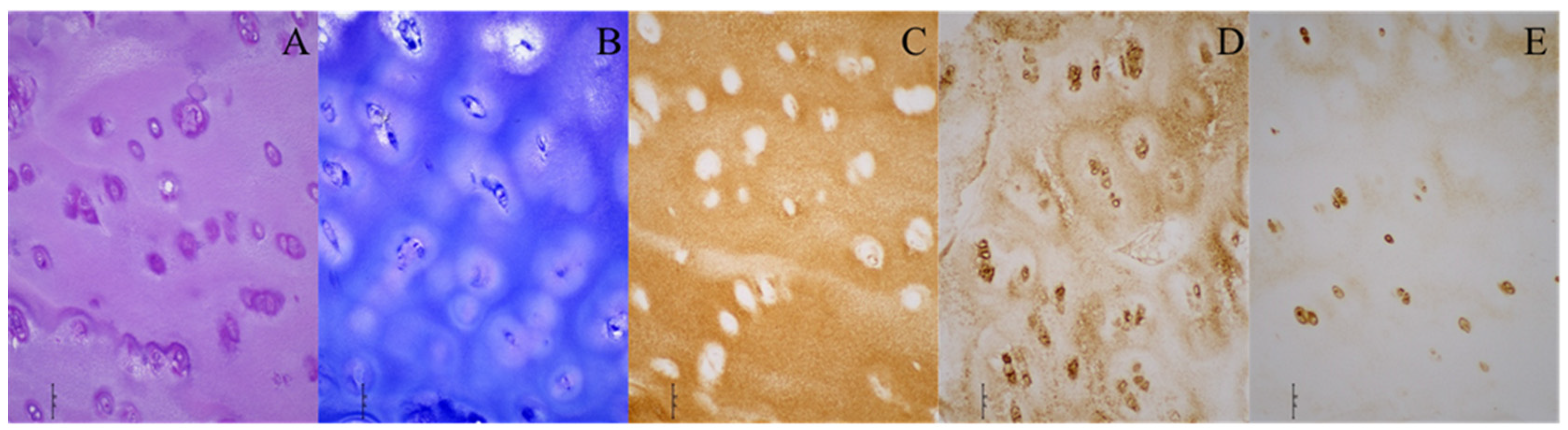Diagnostics 14 00779 g002 Diagnostics 14 00779 g002