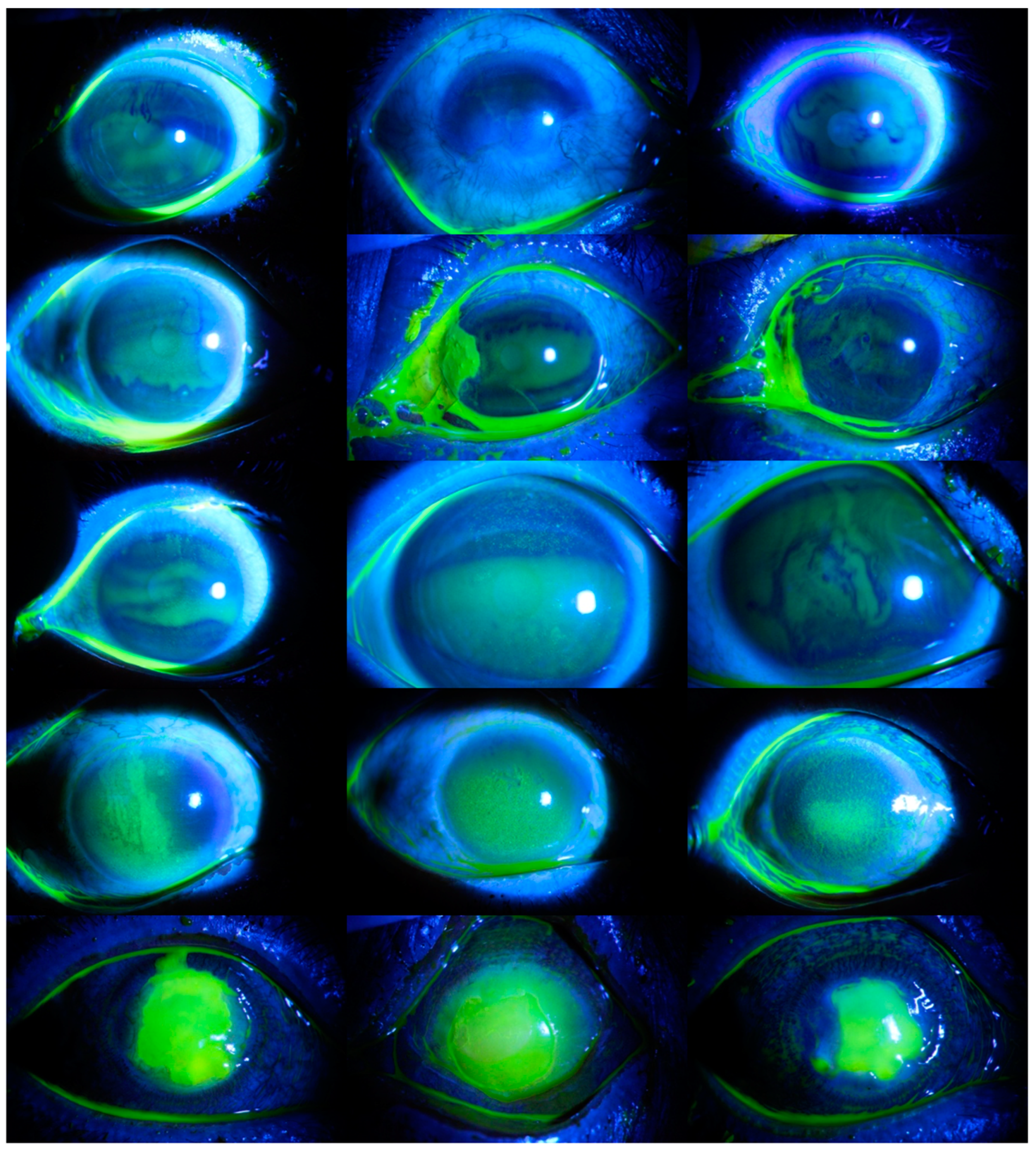 Diagnostics 14 00786 g003