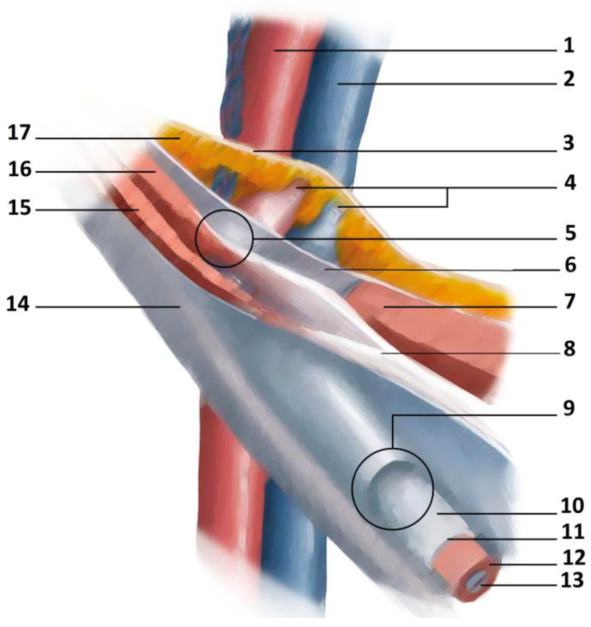 Diagnostics 14 00814 g003