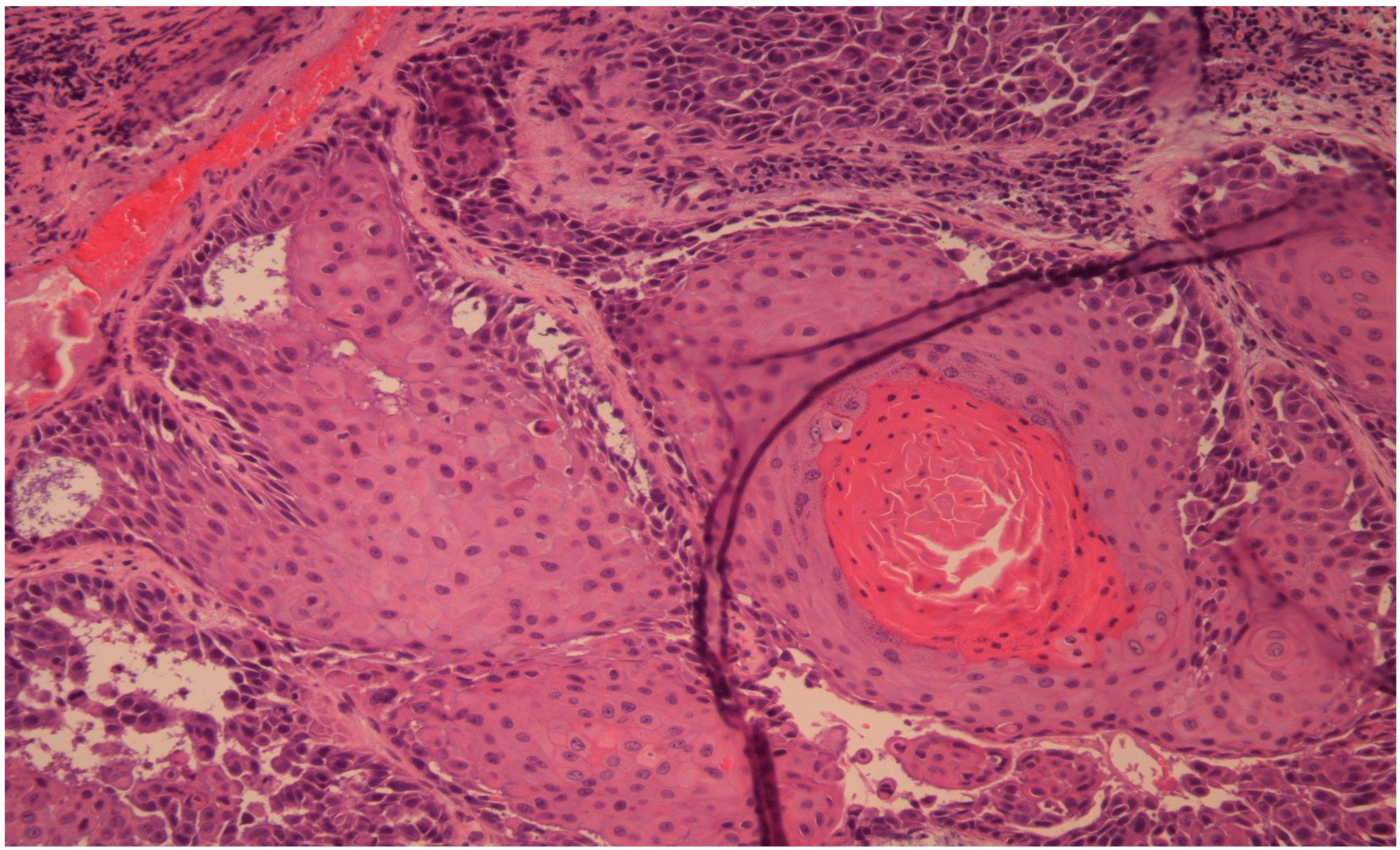 Diagnostics 14 00932 g005