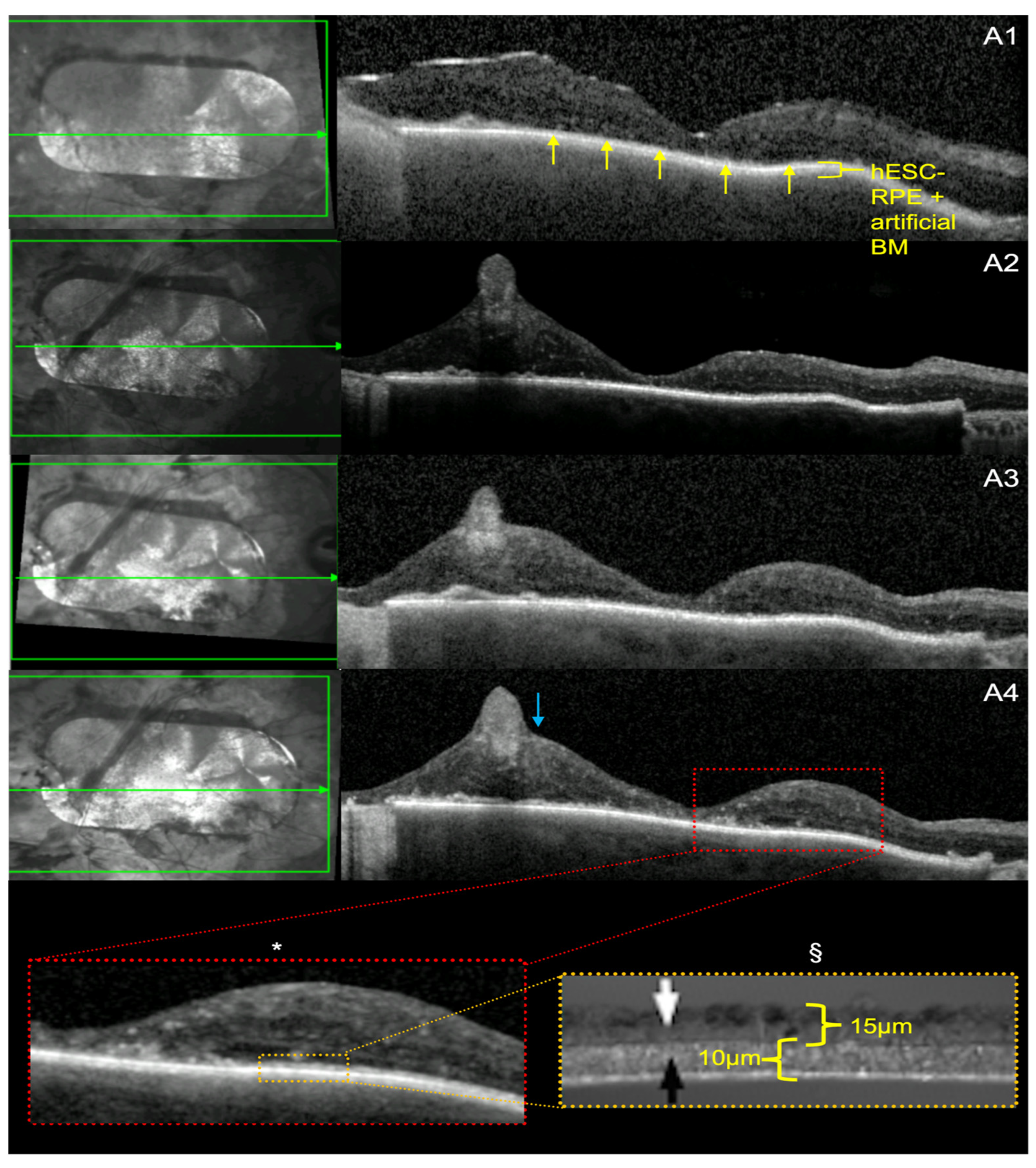 Diagnostics 14 01005 g004