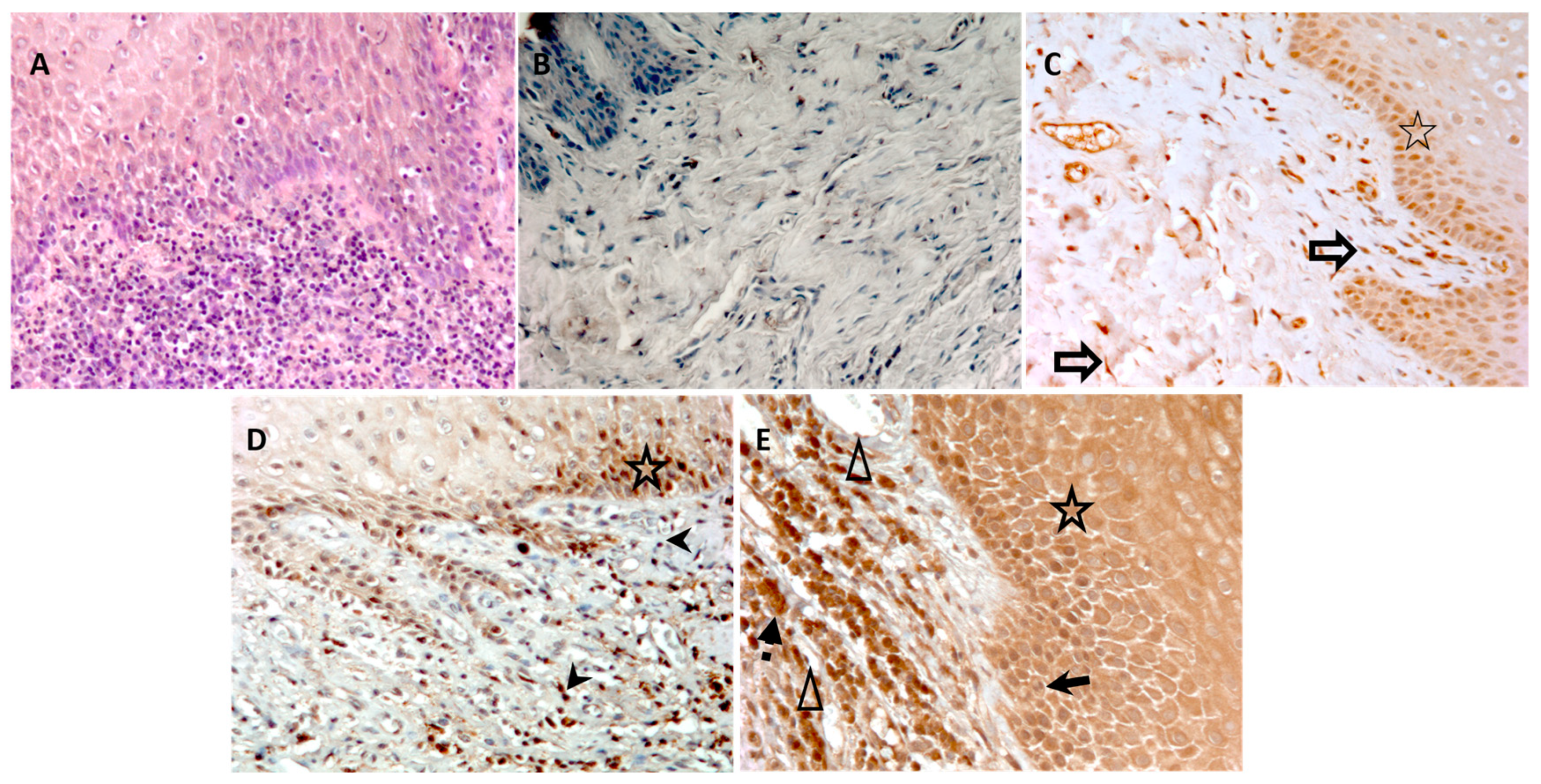 Diagnostics 14 01011 g003