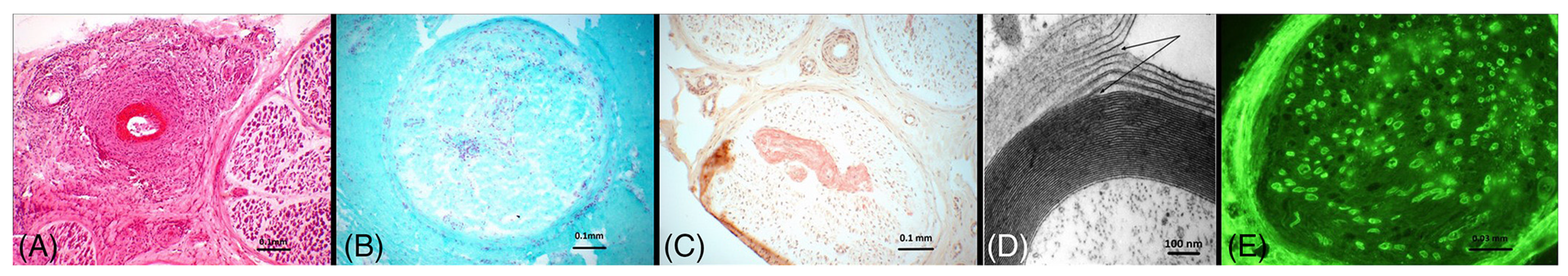 Diagnostics 14 01169 g001 Diagnostics 14 01169 g001