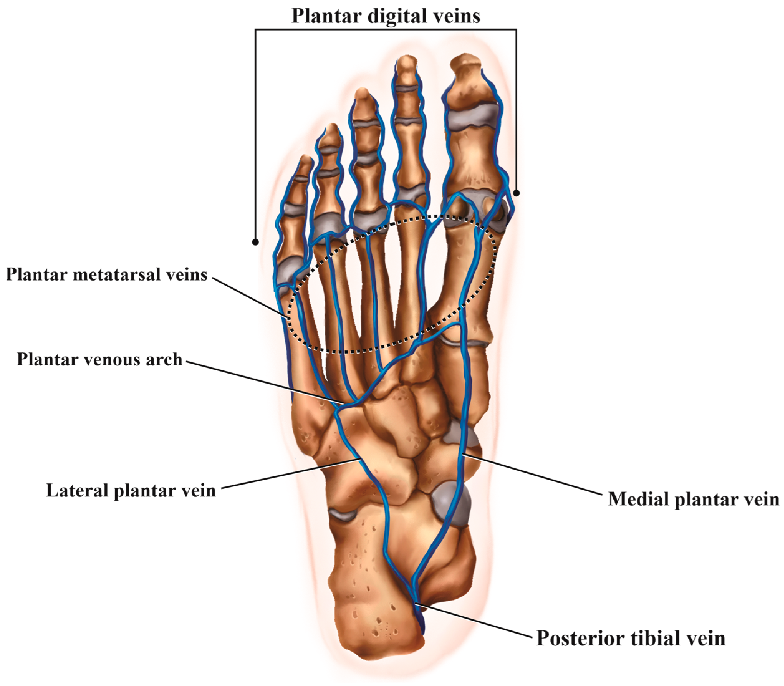 Diagnostics 14 01215 g001