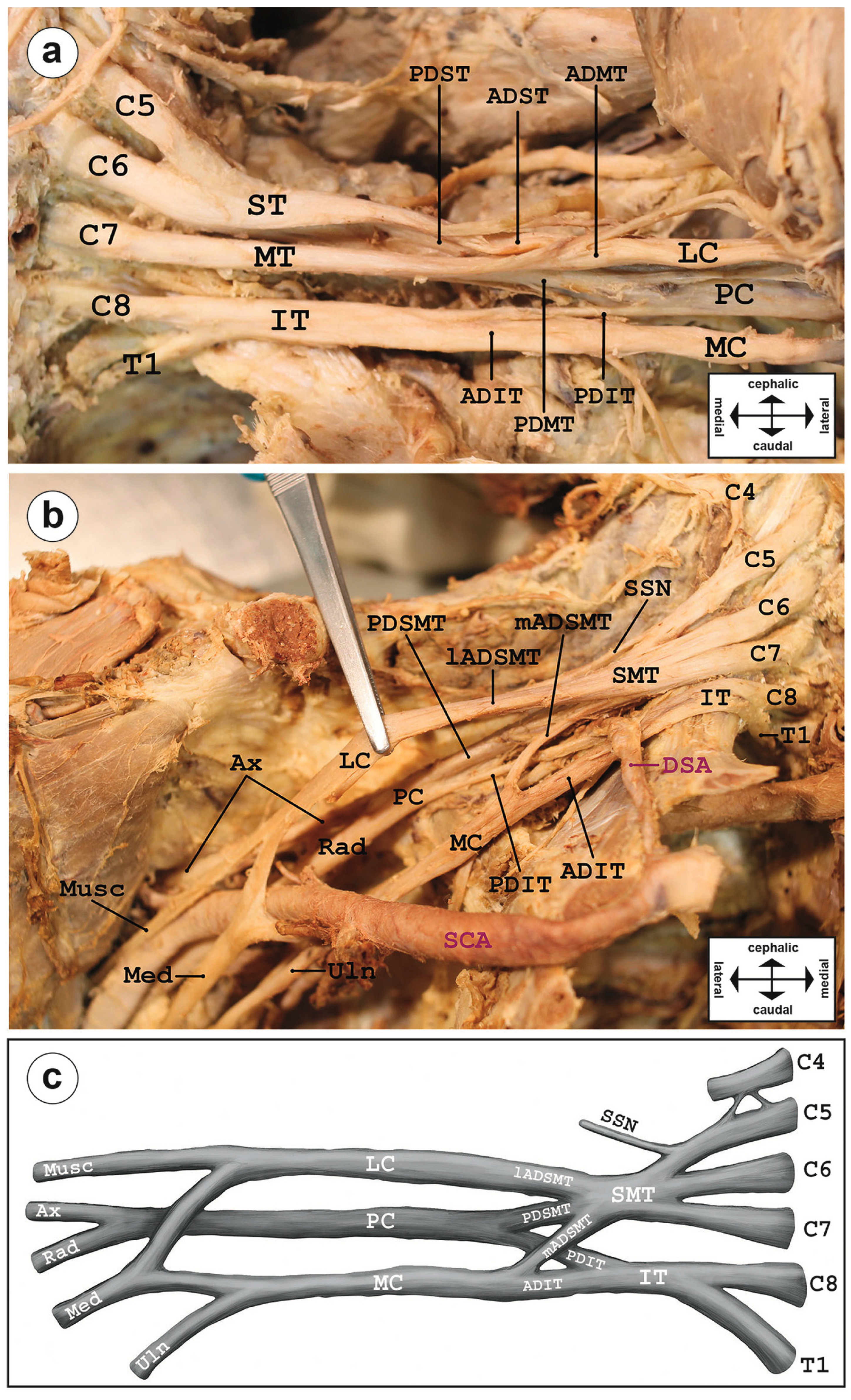 Diagnostics 14 01239 g001