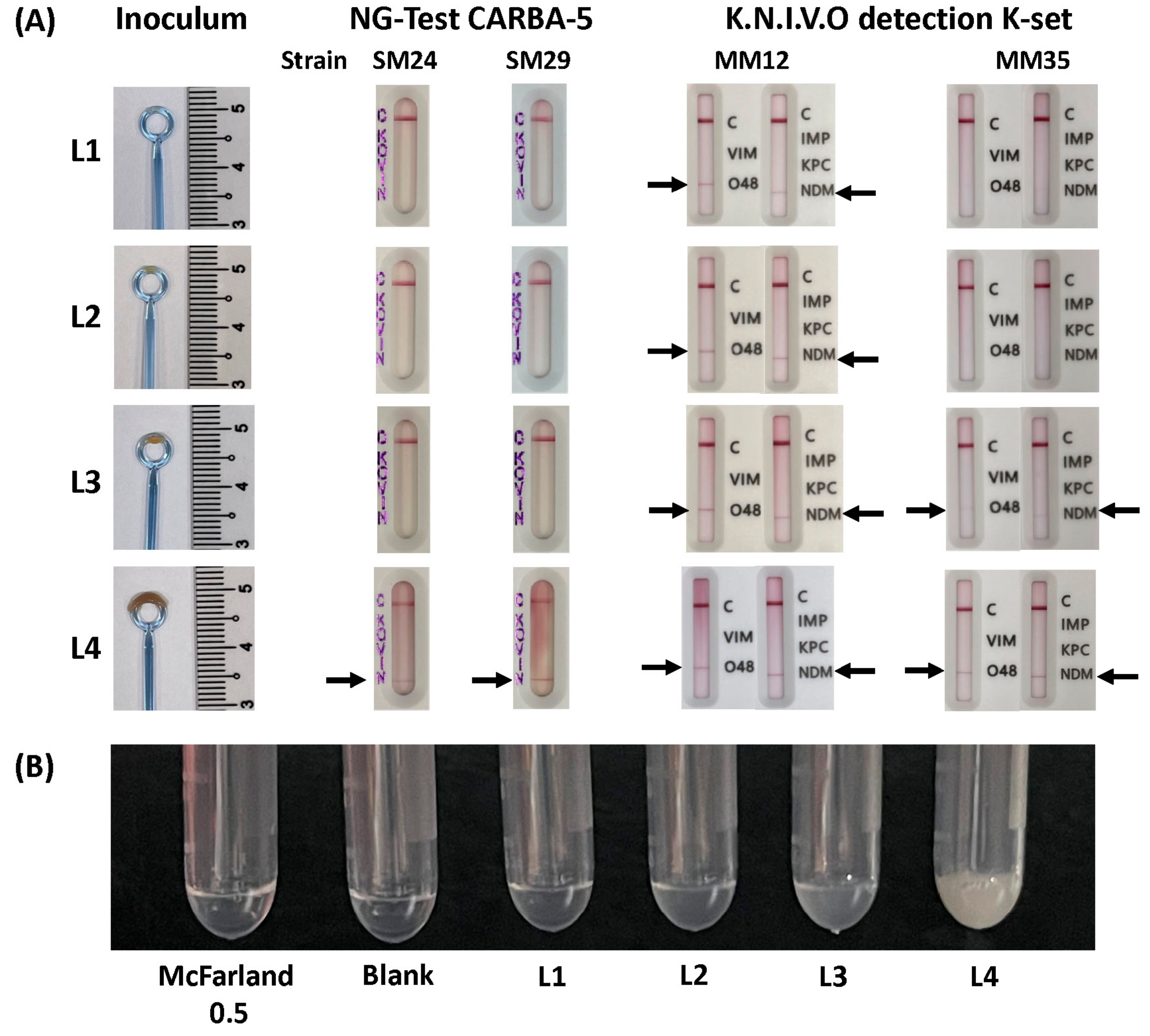 Diagnostics 14 01274 g001