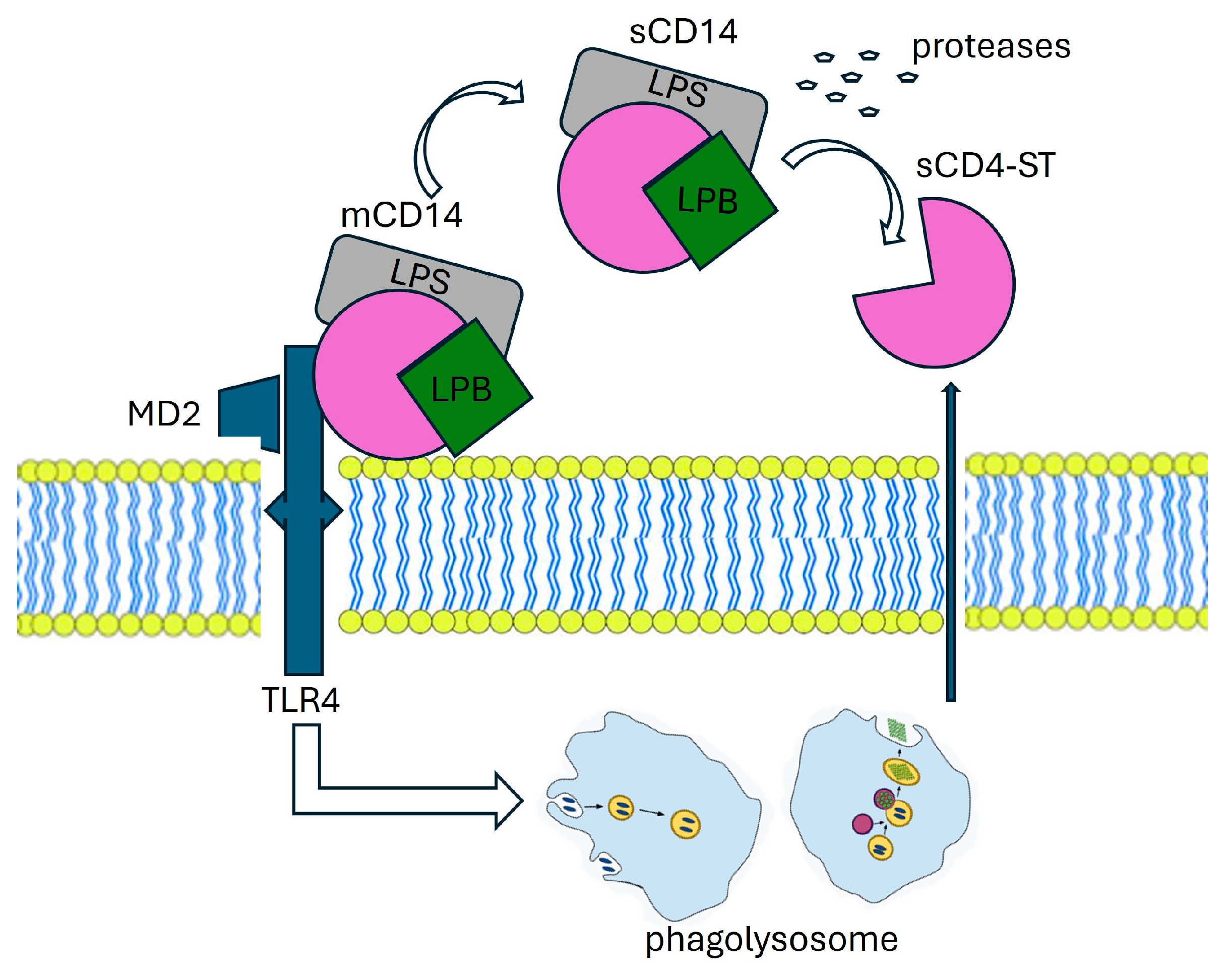 Diagnostics 14 01311 g002