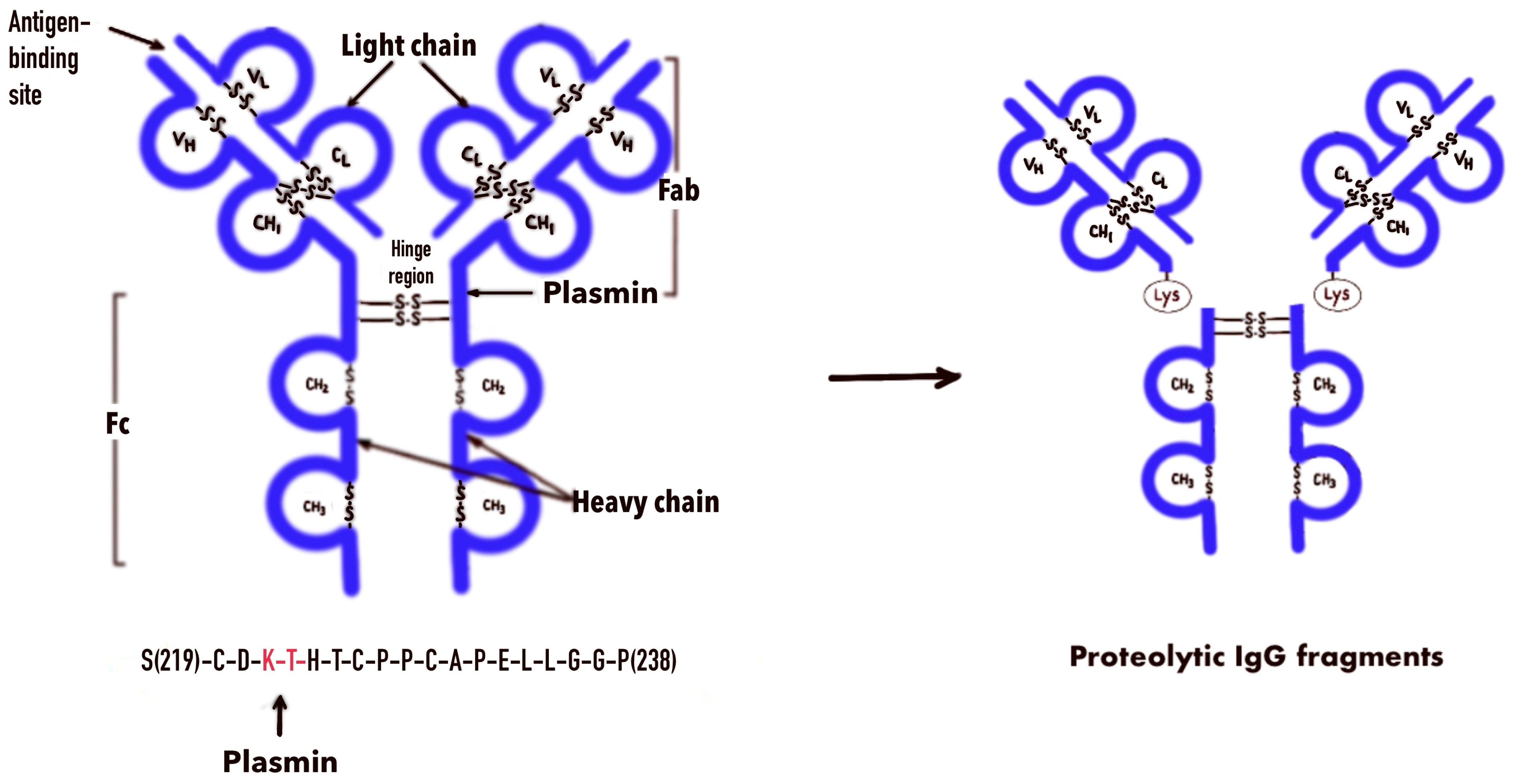 Diagnostics 14 01396 g001