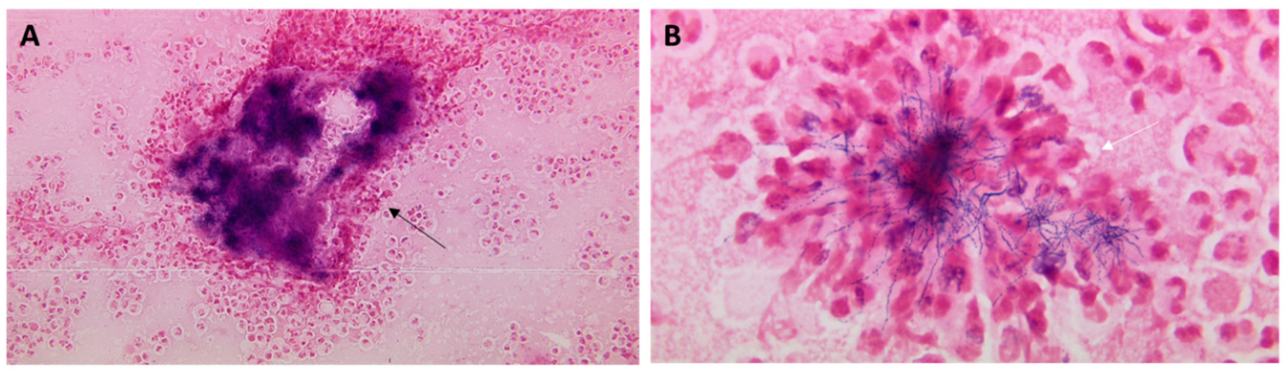 Diagnostics 14 01421 g003