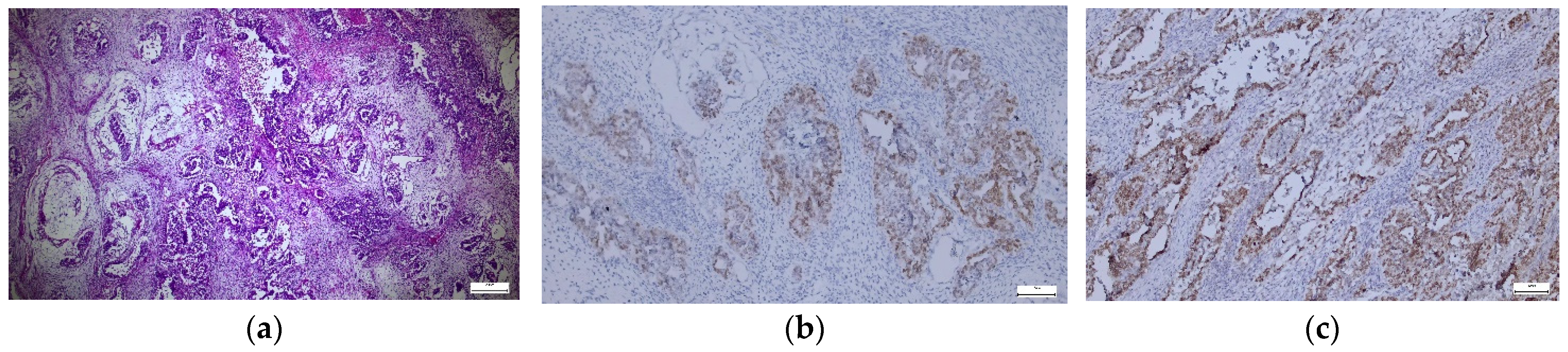 Diagnostics 14 01454 g001