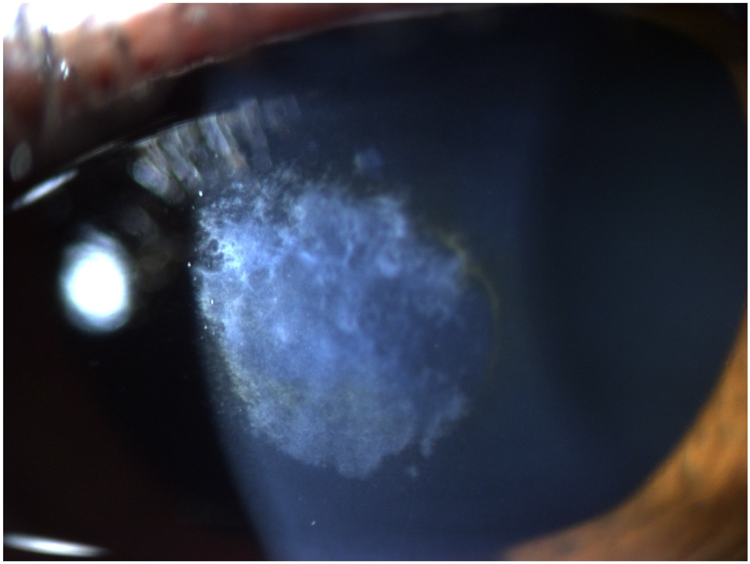 Diagnostics 14 01455 g005