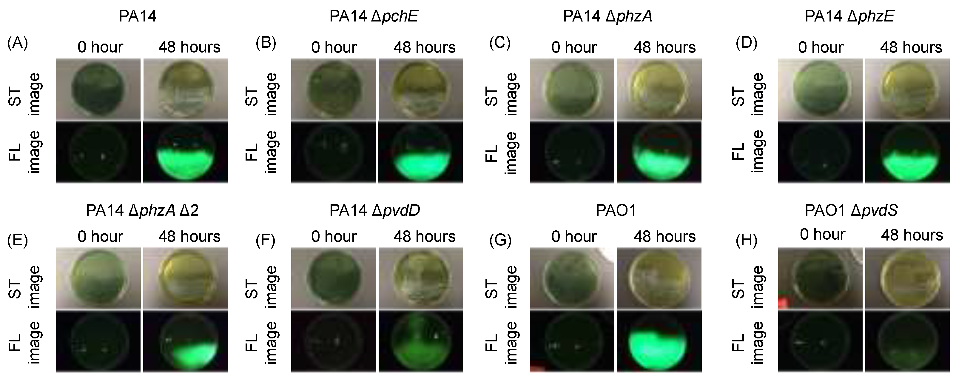 Diagnostics 14 01474 g002