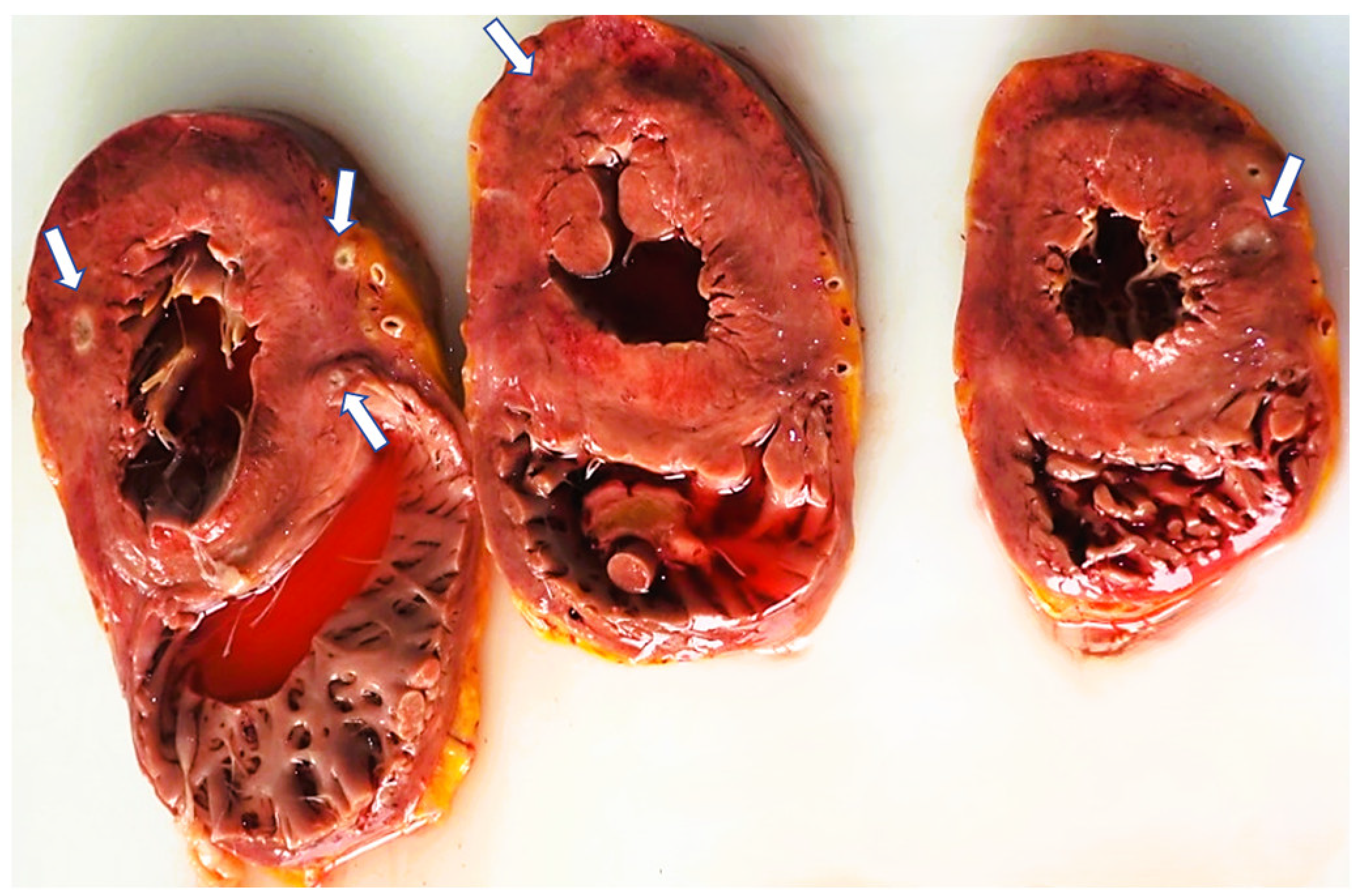 Diagnostics 14 01527 g002