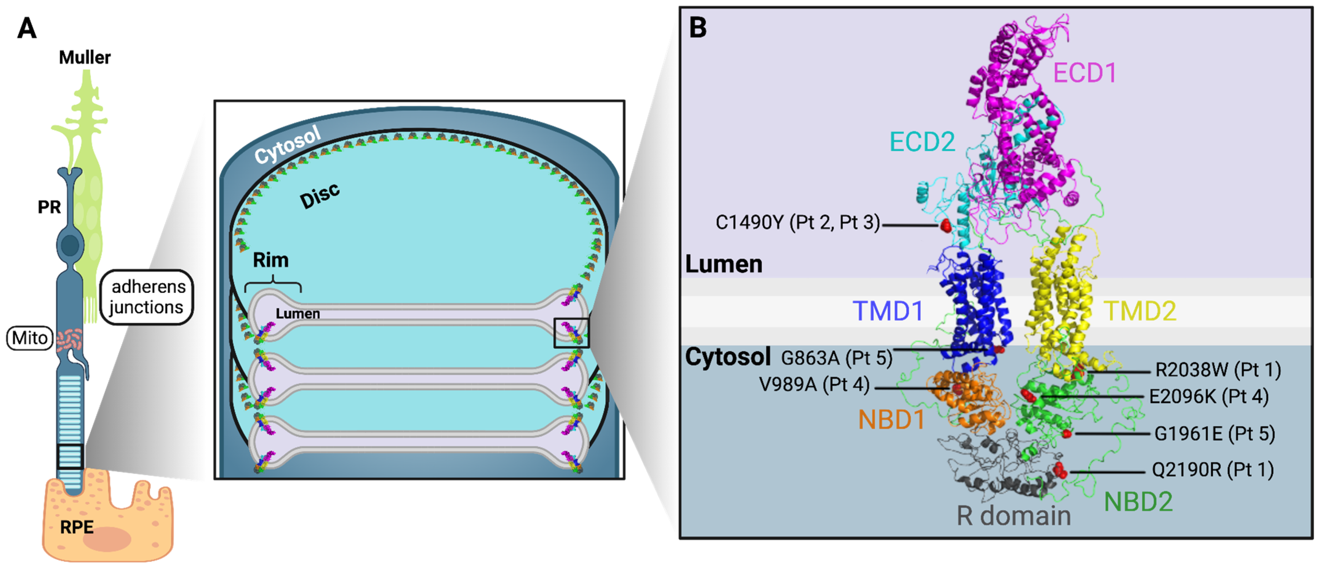 Diagnostics 14 01545 g001
