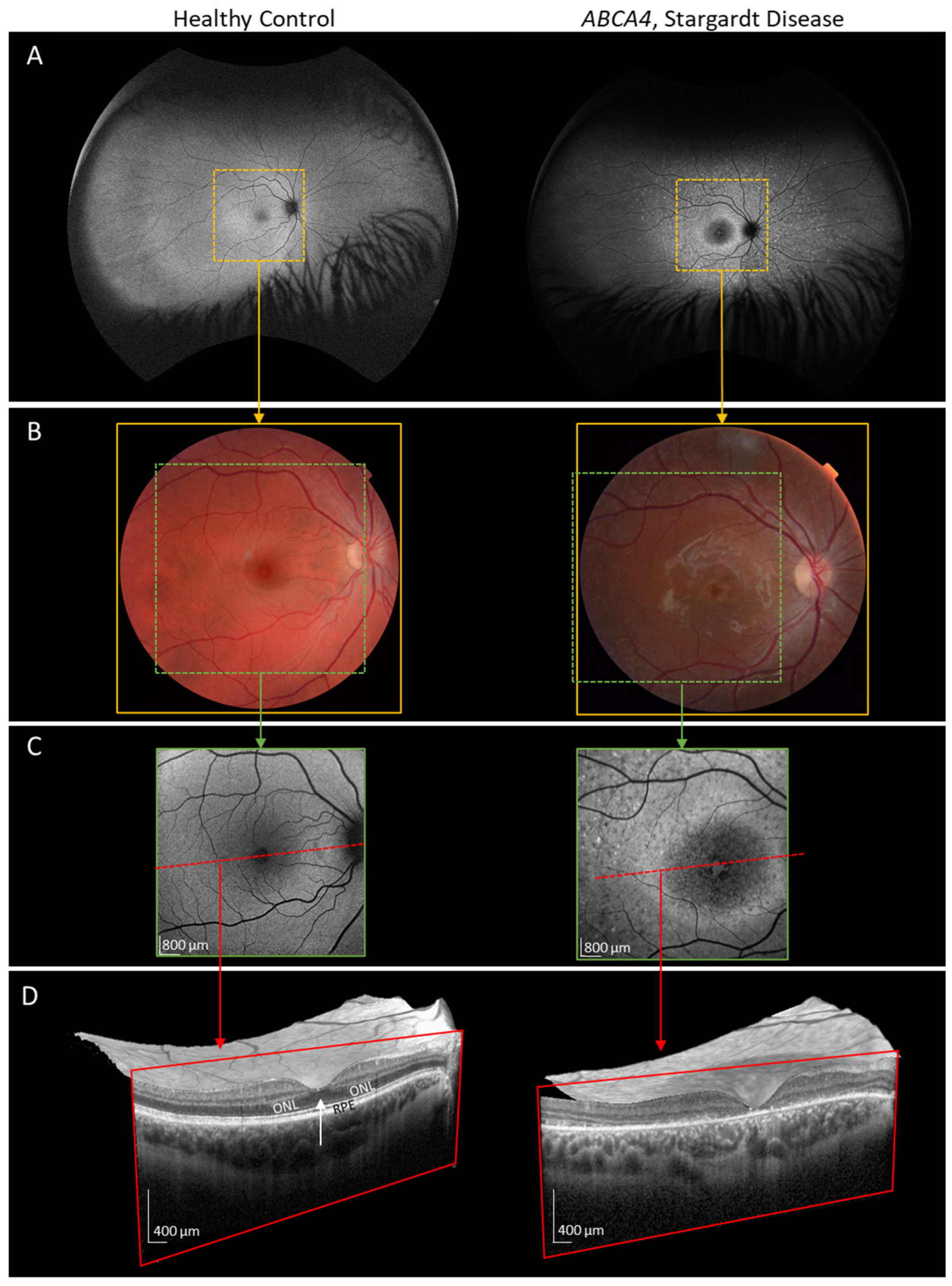 Diagnostics 14 01545 g002