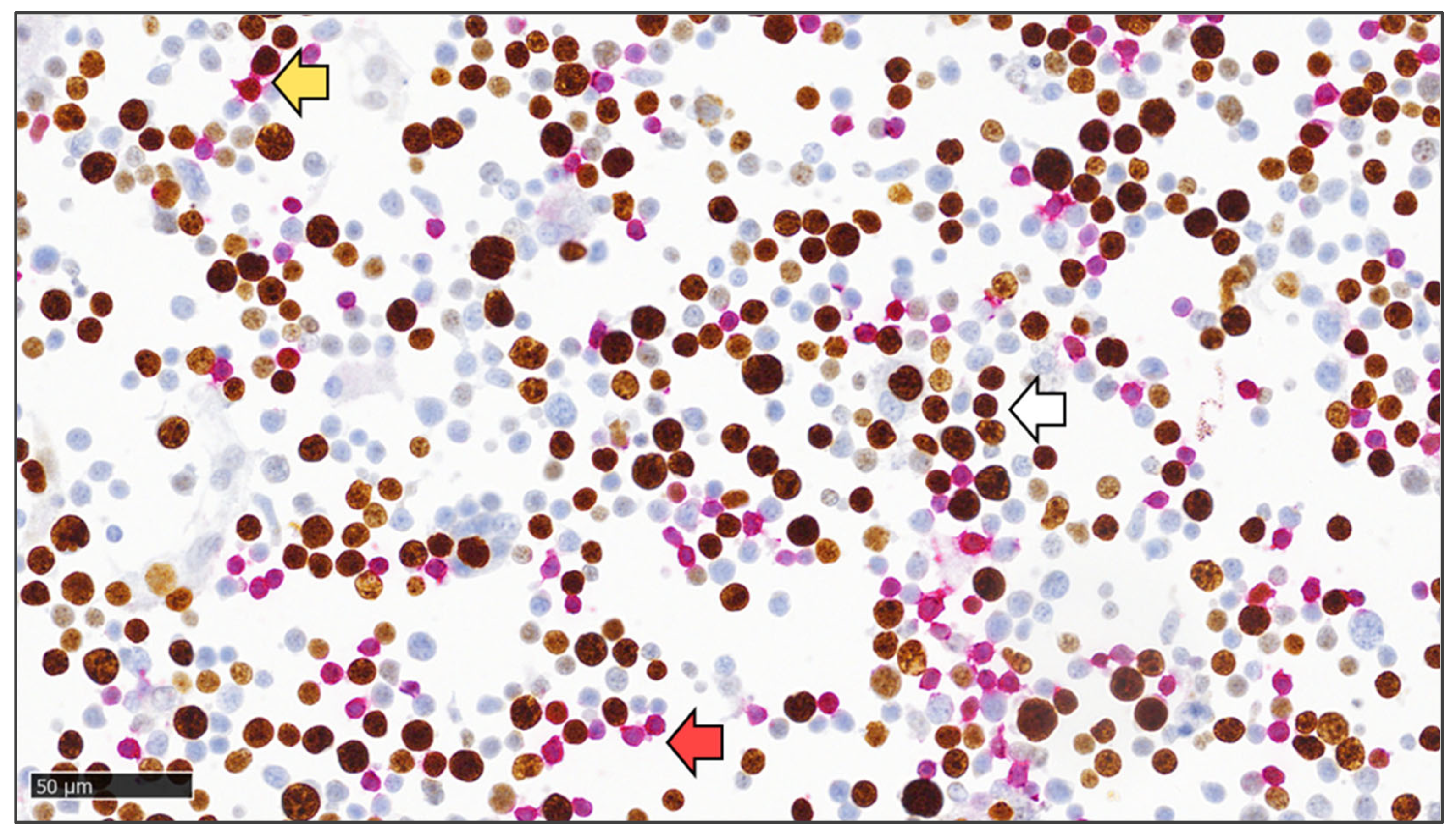 Diagnostics 14 01584 g002