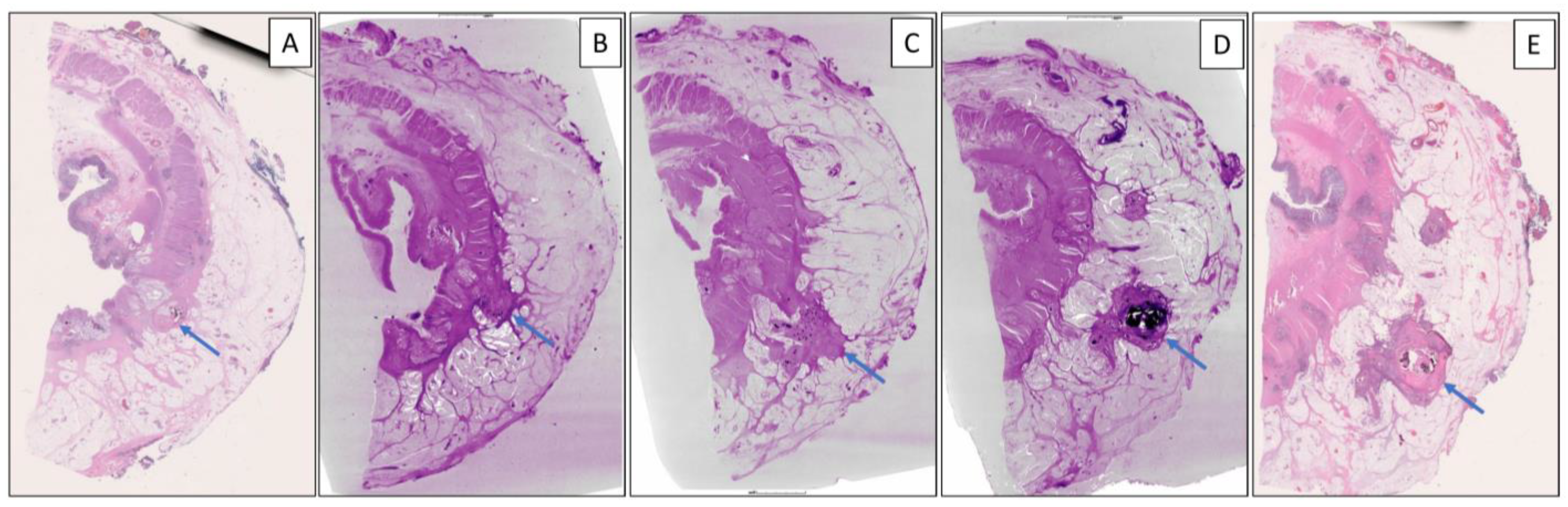 Diagnostics 14 01704 g002