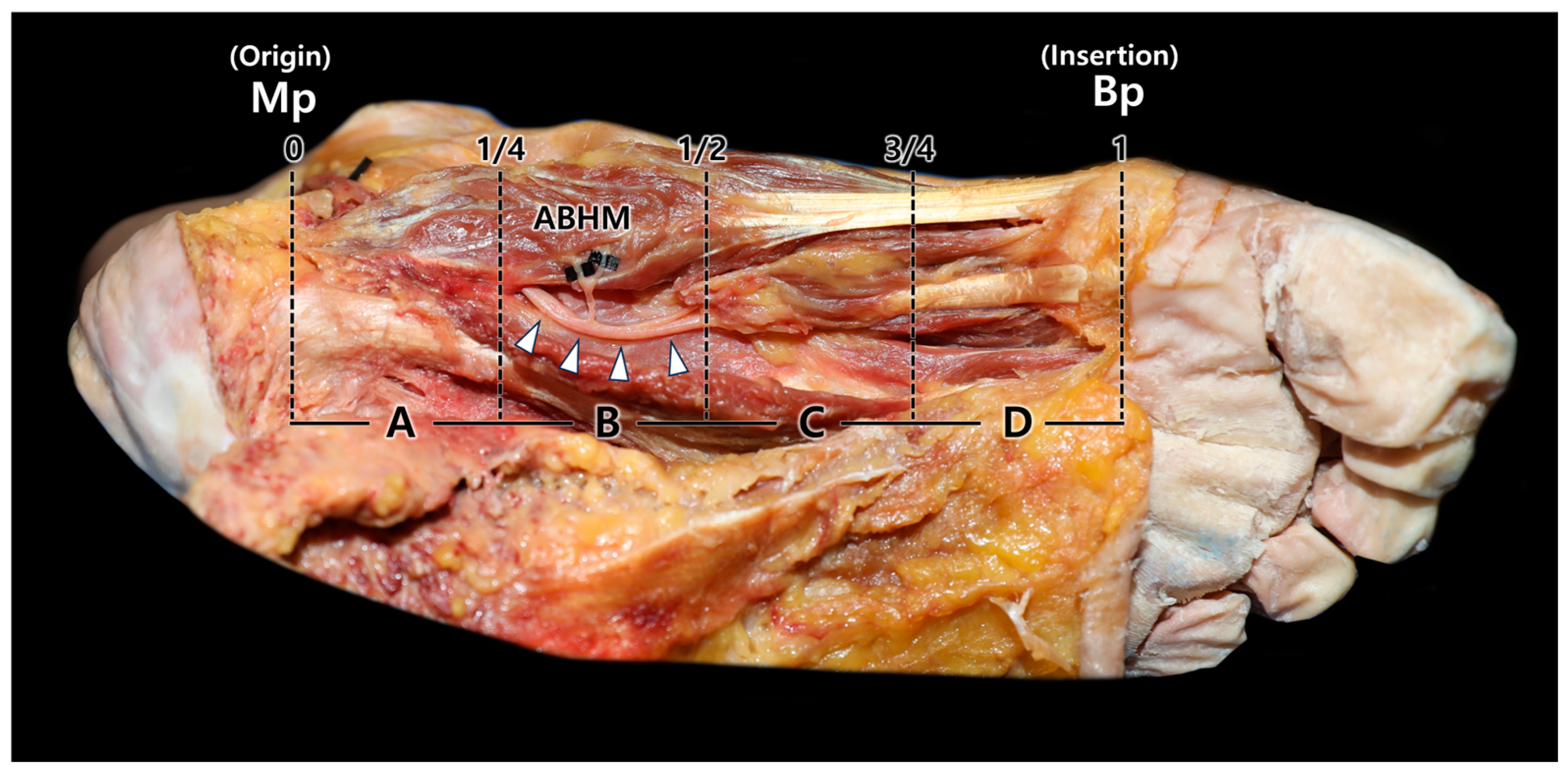 Diagnostics 14 01716 g001