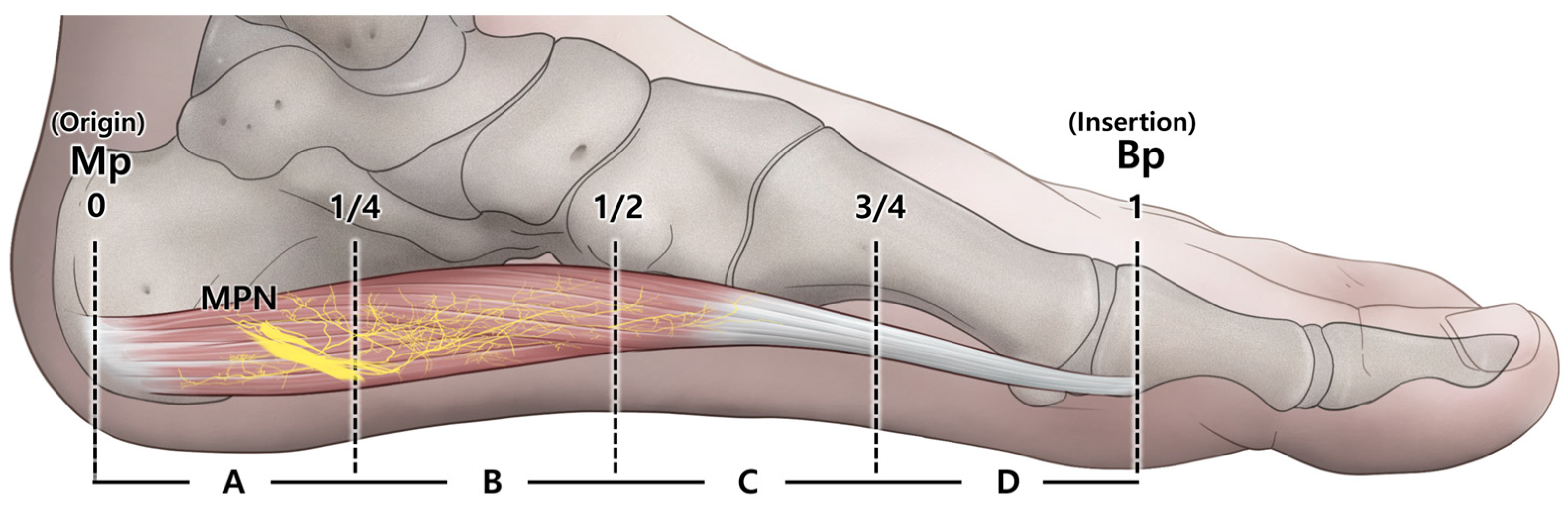 Diagnostics 14 01716 g003