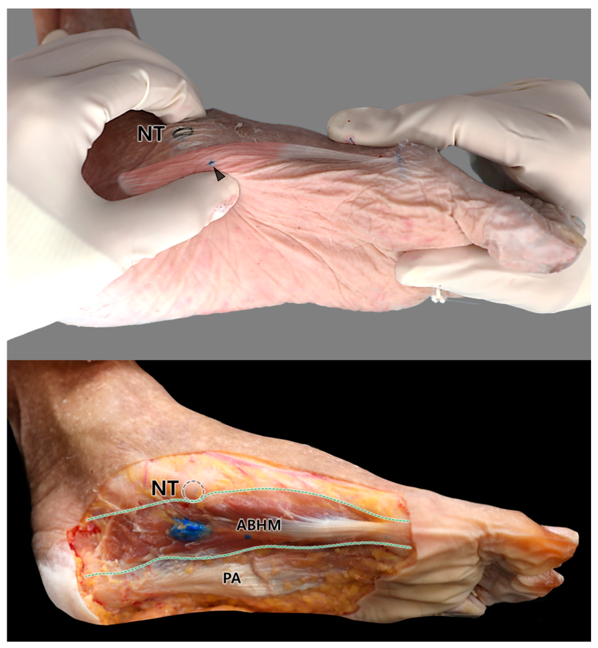 Diagnostics 14 01716 g004