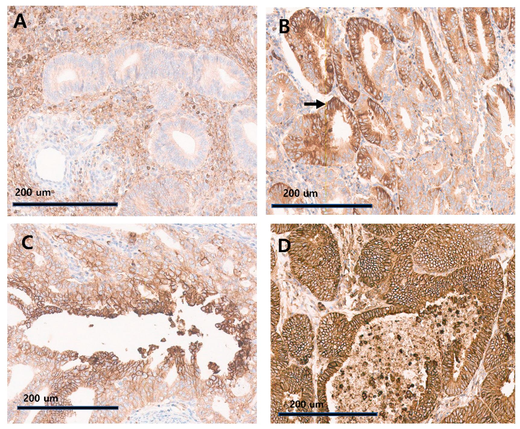 Diagnostics 14 01735 g001
