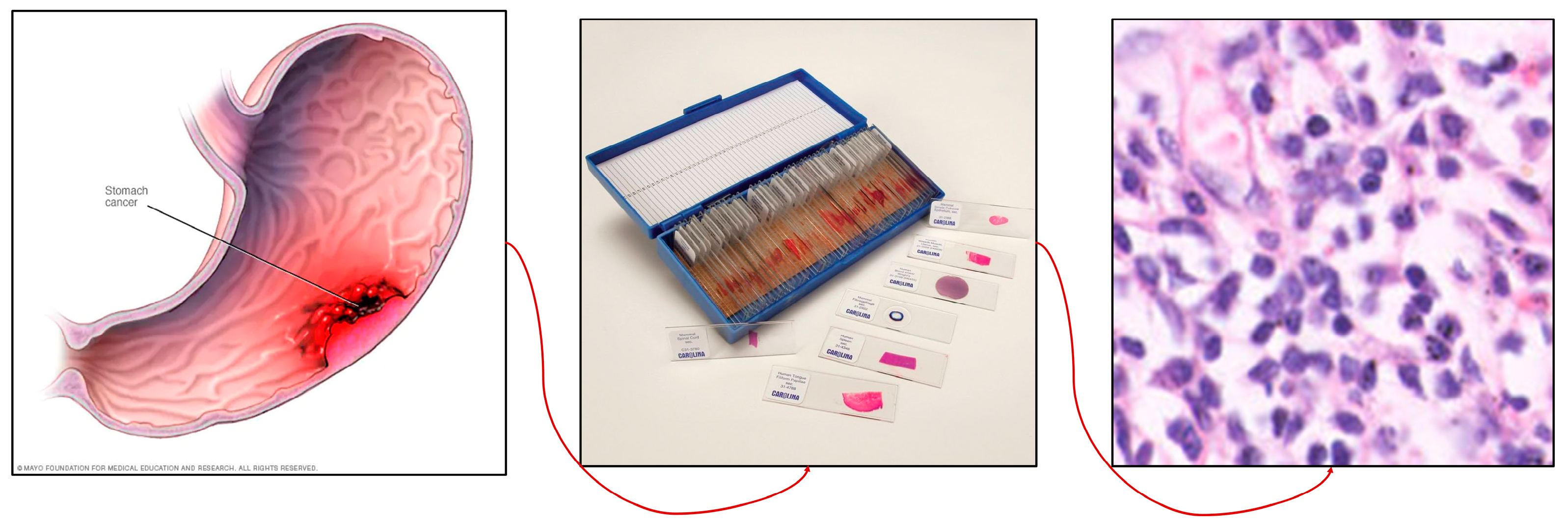 Diagnostics 14 01746 g001