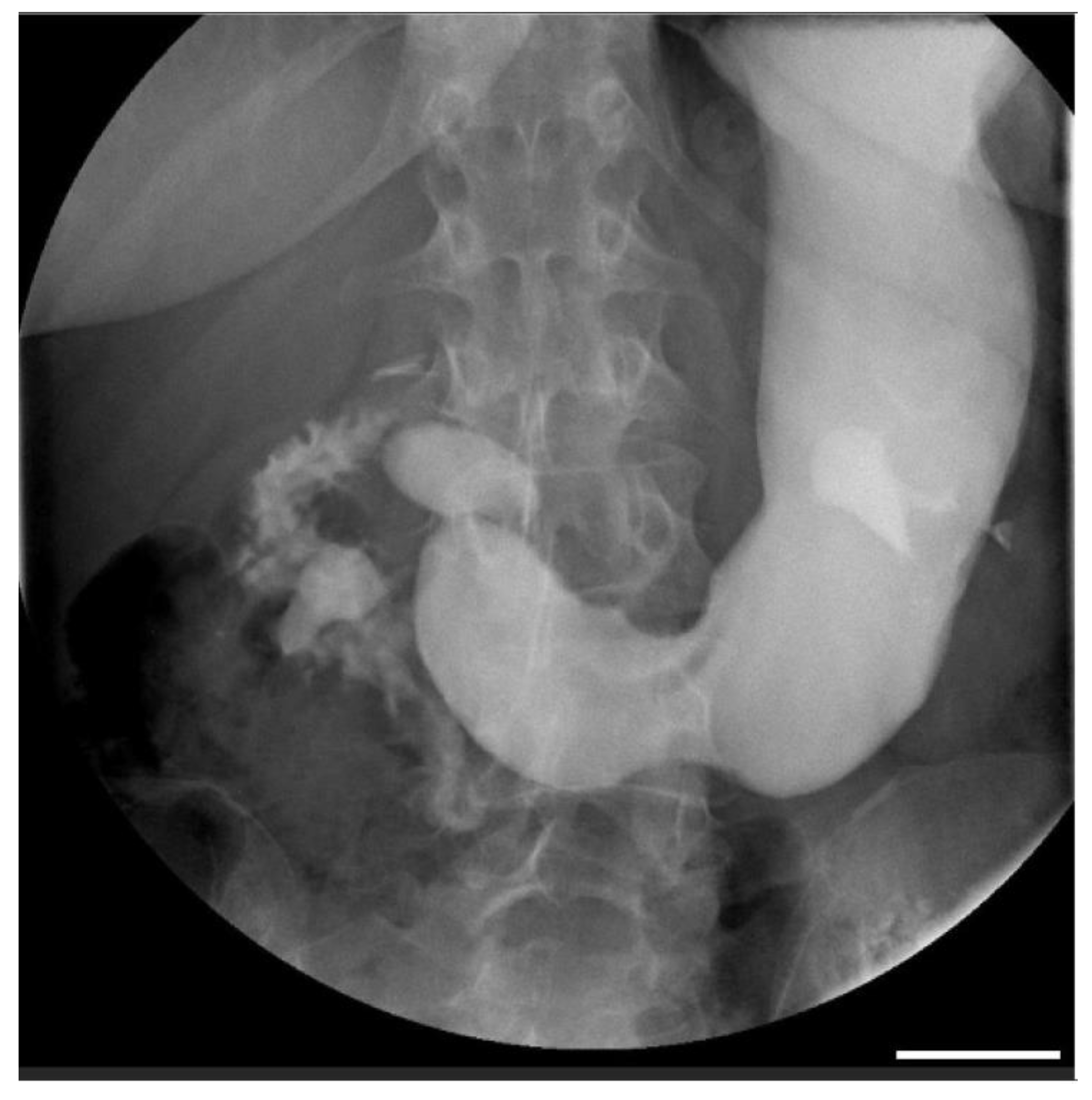 Diagnostics 14 01844 g001