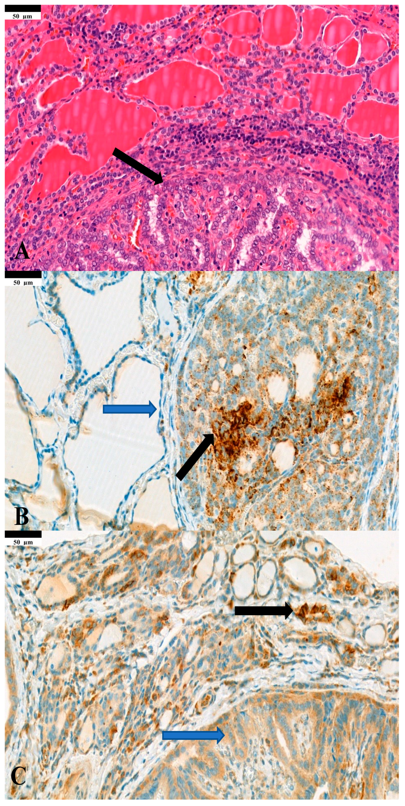 Diagnostics 14 01858 g001