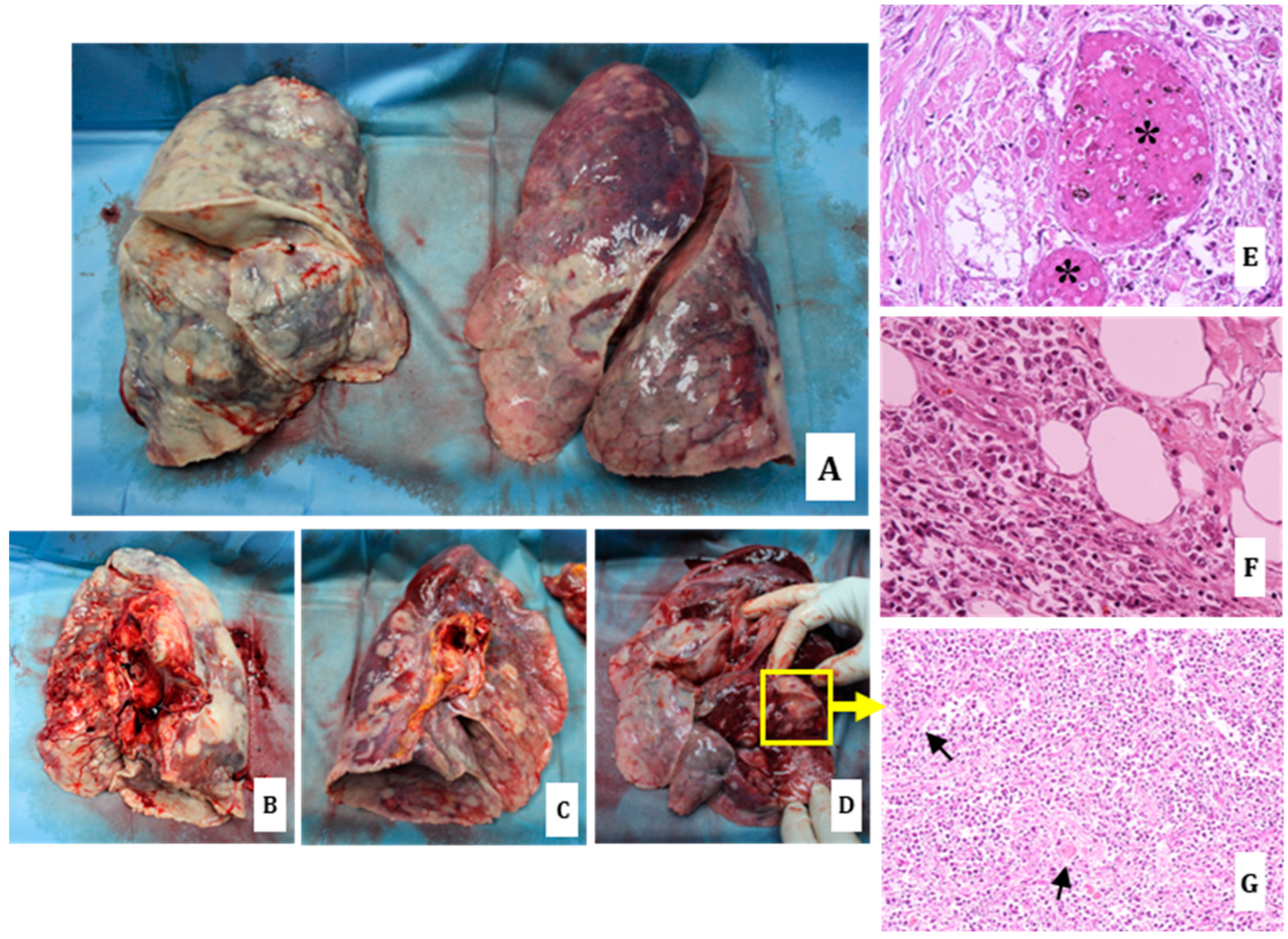 Diagnostics 14 01901 g002