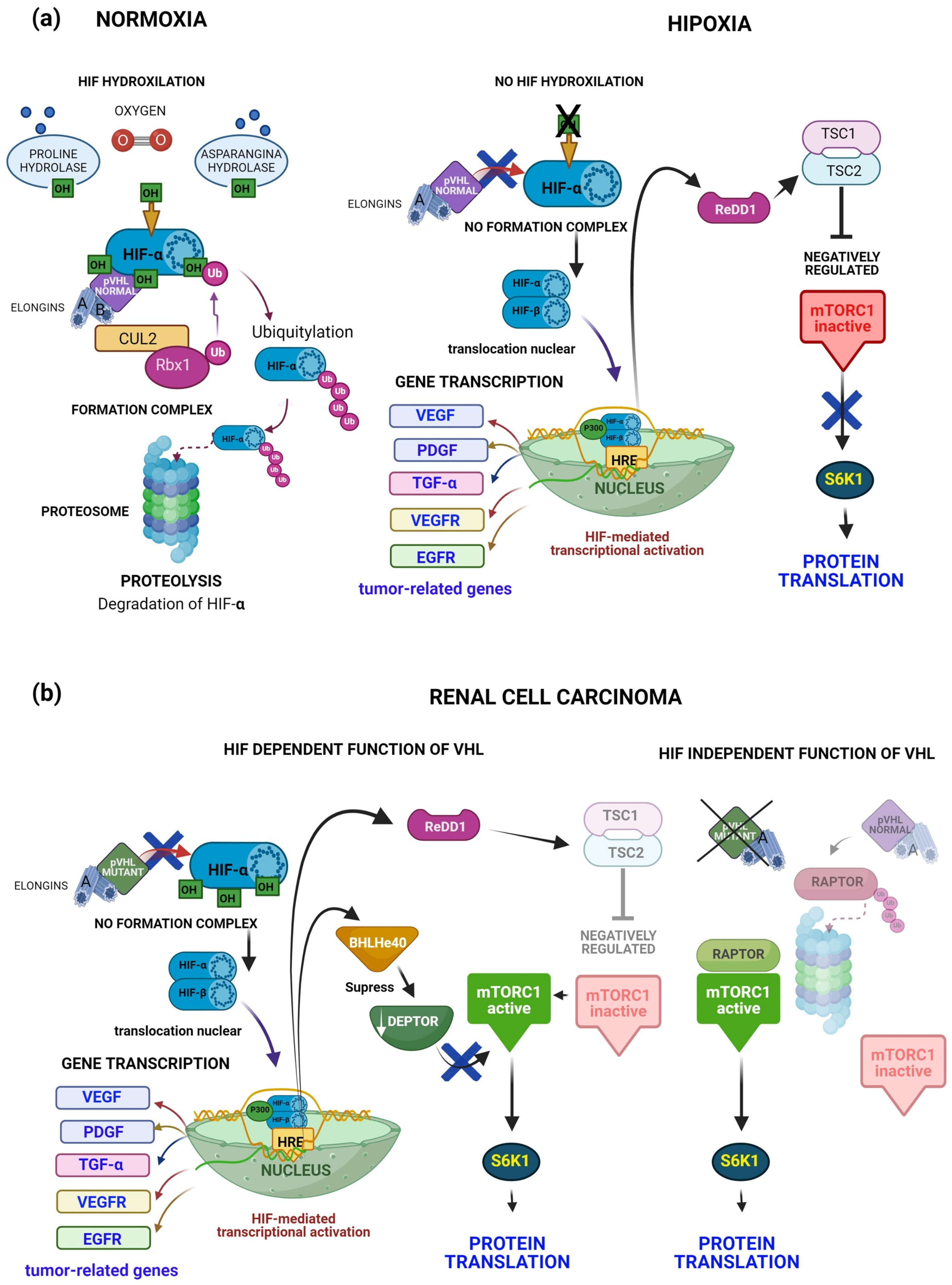 Diagnostics 14 01909 g007 Diagnostics 14 01909 g007