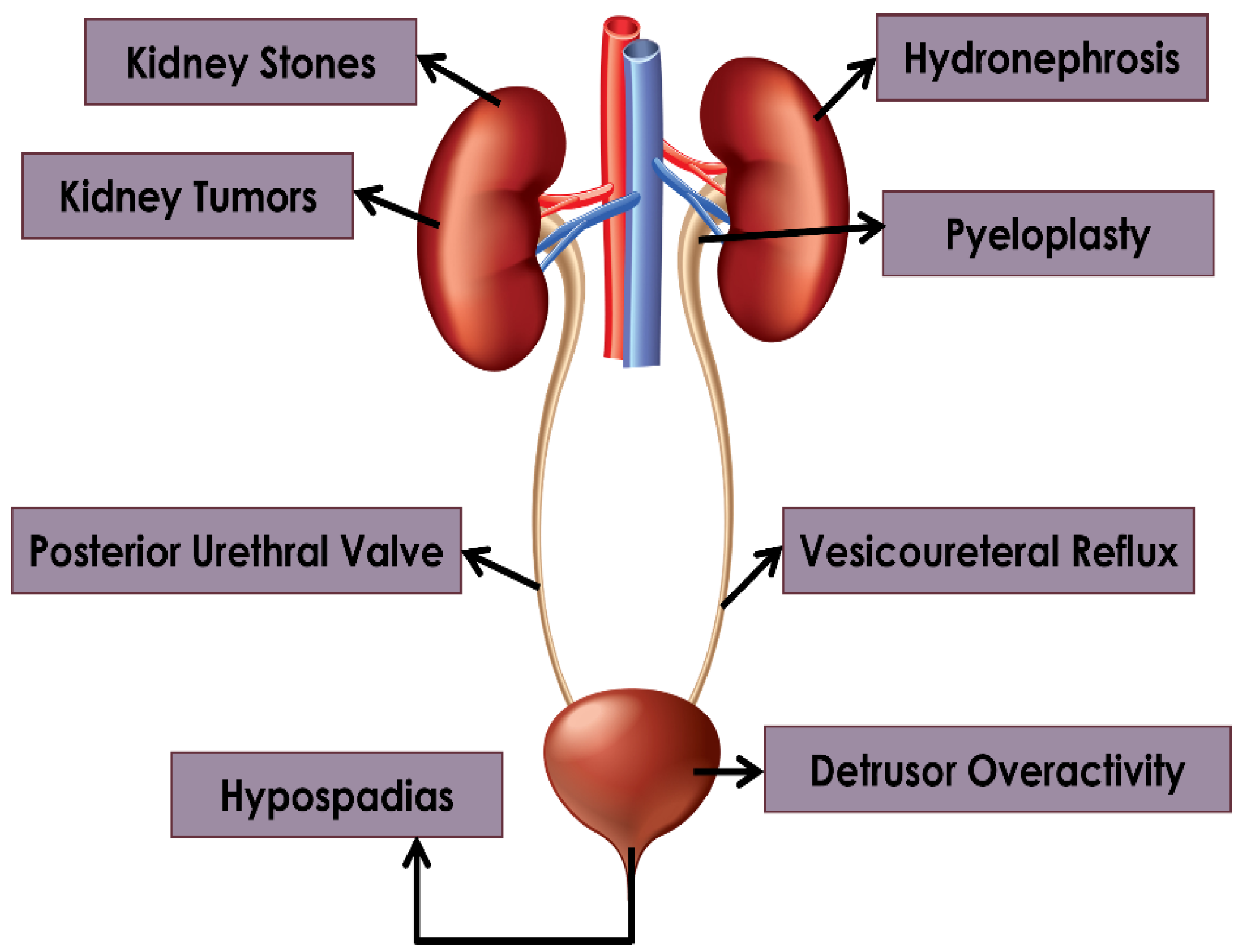 Diagnostics 14 02059 g002 Diagnostics 14 02059 g002