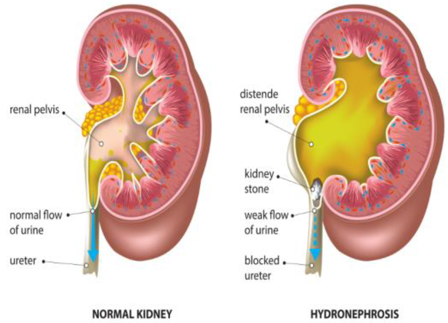 Diagnostics 14 02059 g003 Diagnostics 14 02059 g003