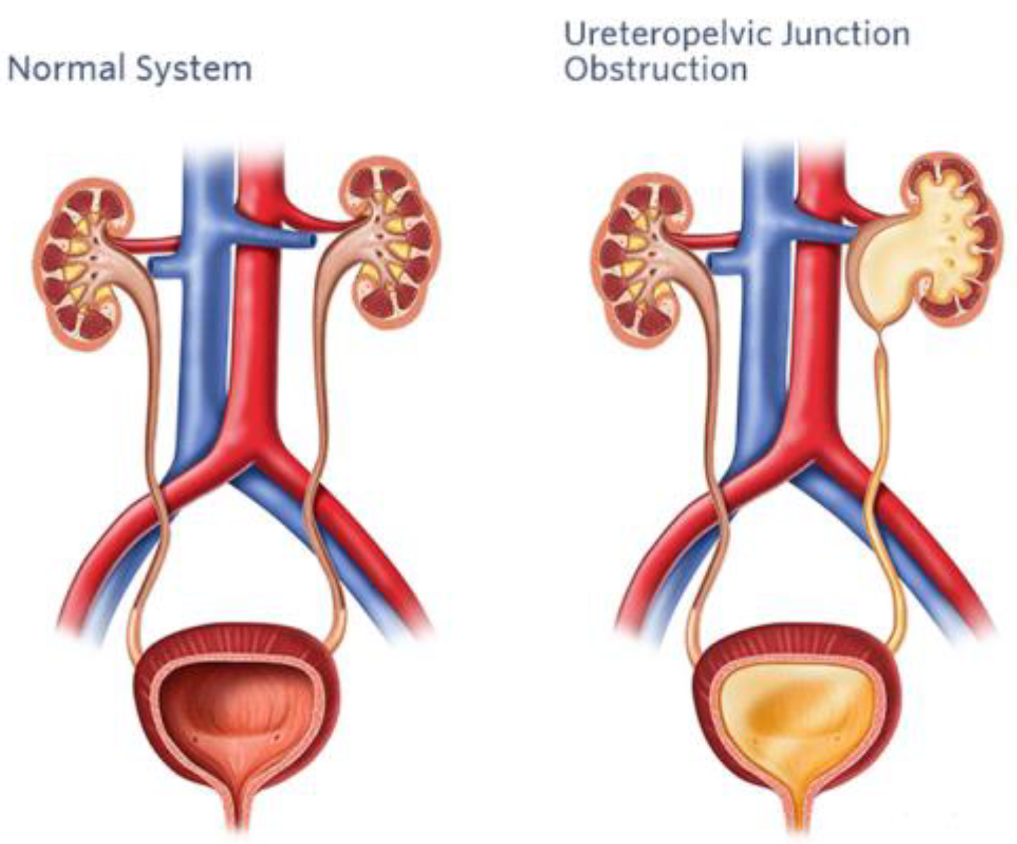 Diagnostics 14 02059 g005 Diagnostics 14 02059 g005