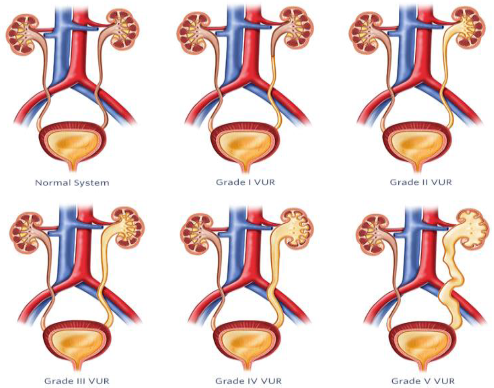 Diagnostics 14 02059 g008 Diagnostics 14 02059 g008