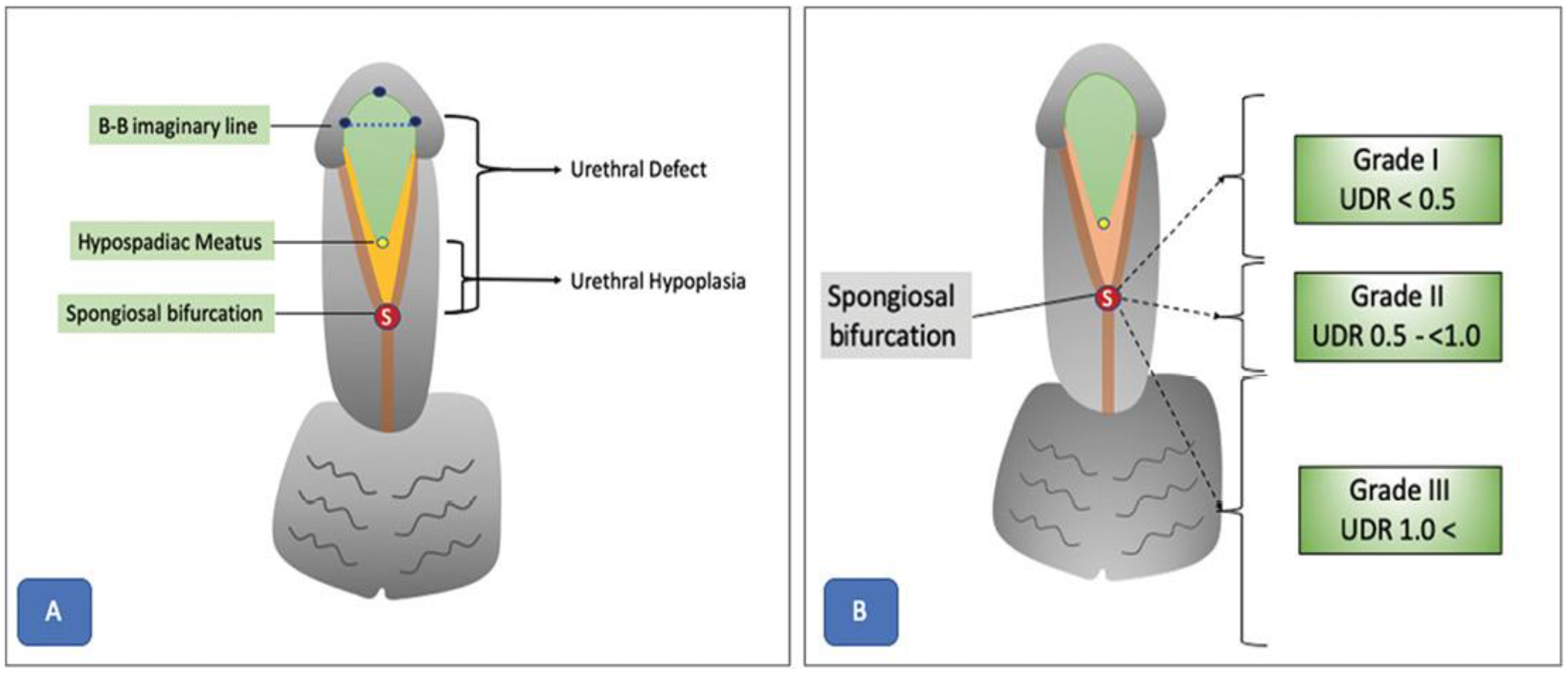 Diagnostics 14 02059 g010 Diagnostics 14 02059 g010