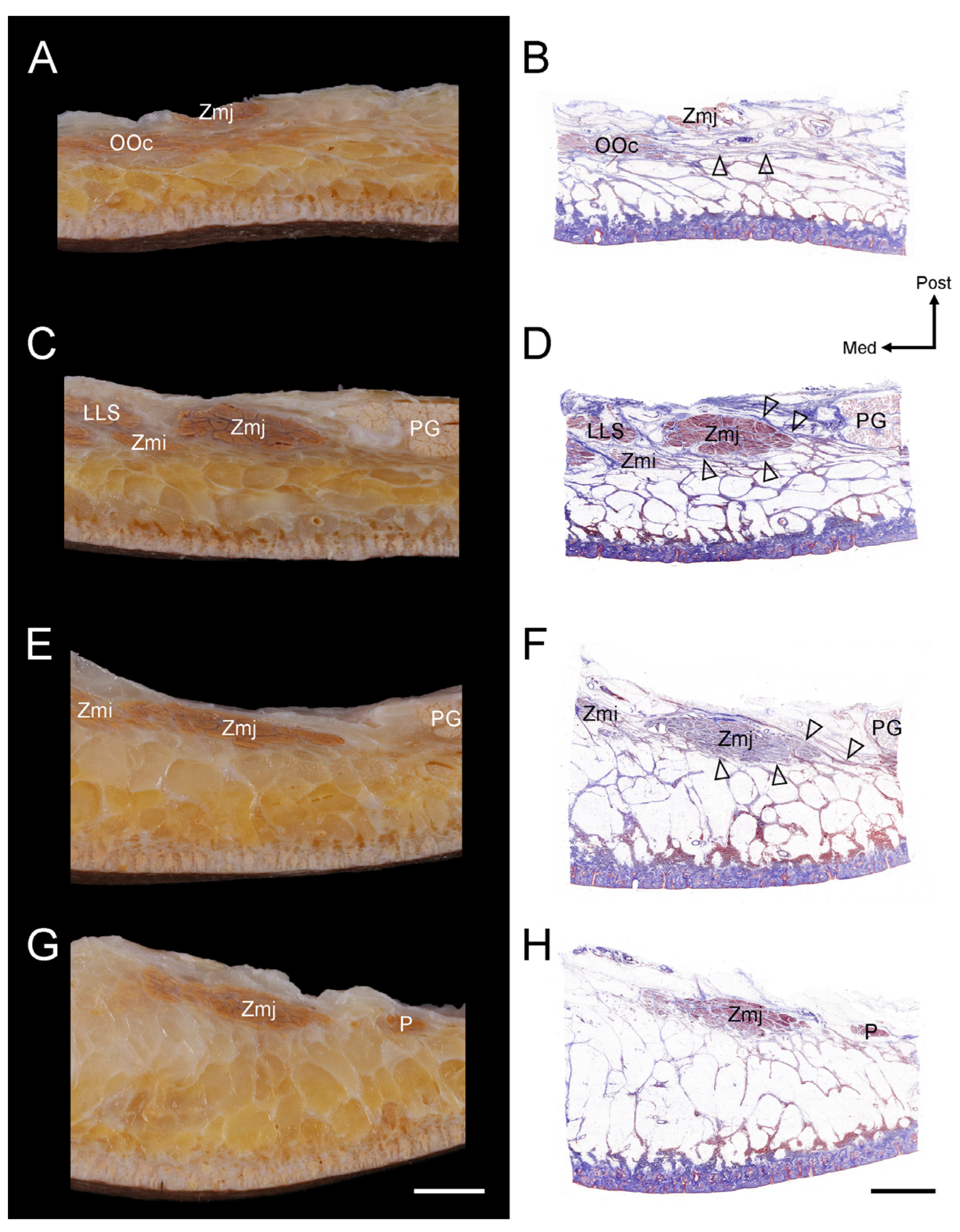 Diagnostics 14 02066 g003