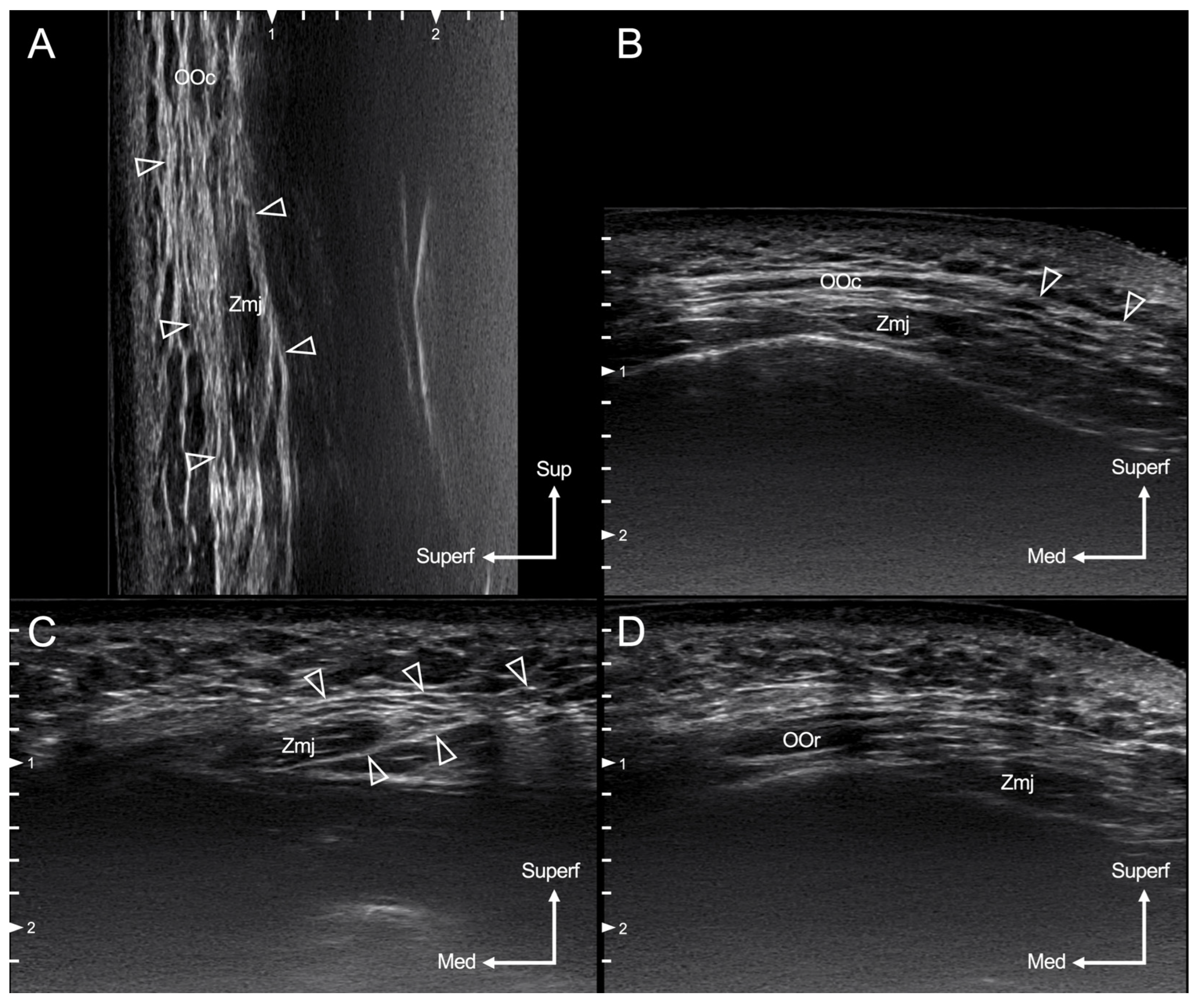 Diagnostics 14 02066 g004
