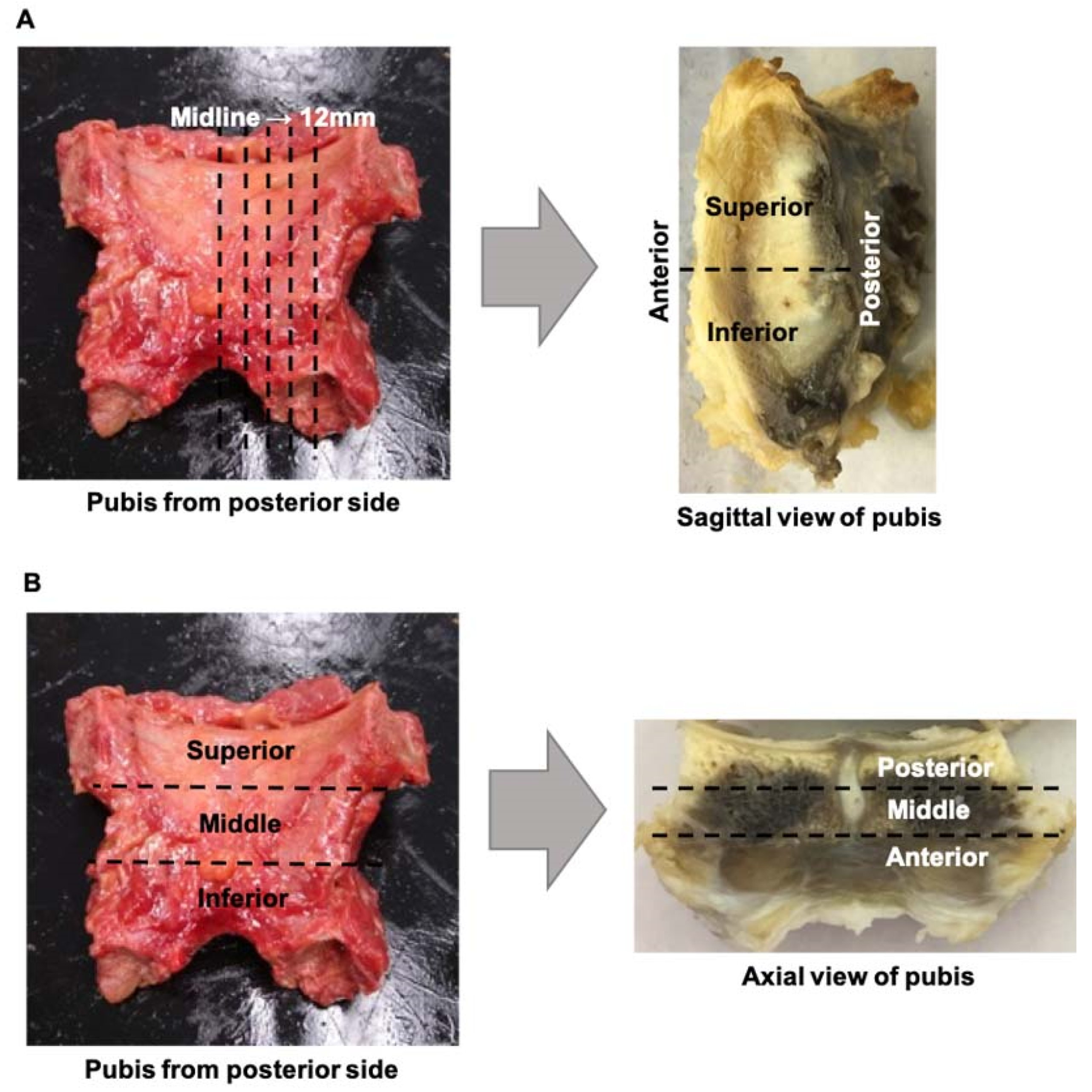 Diagnostics 14 02098 g003