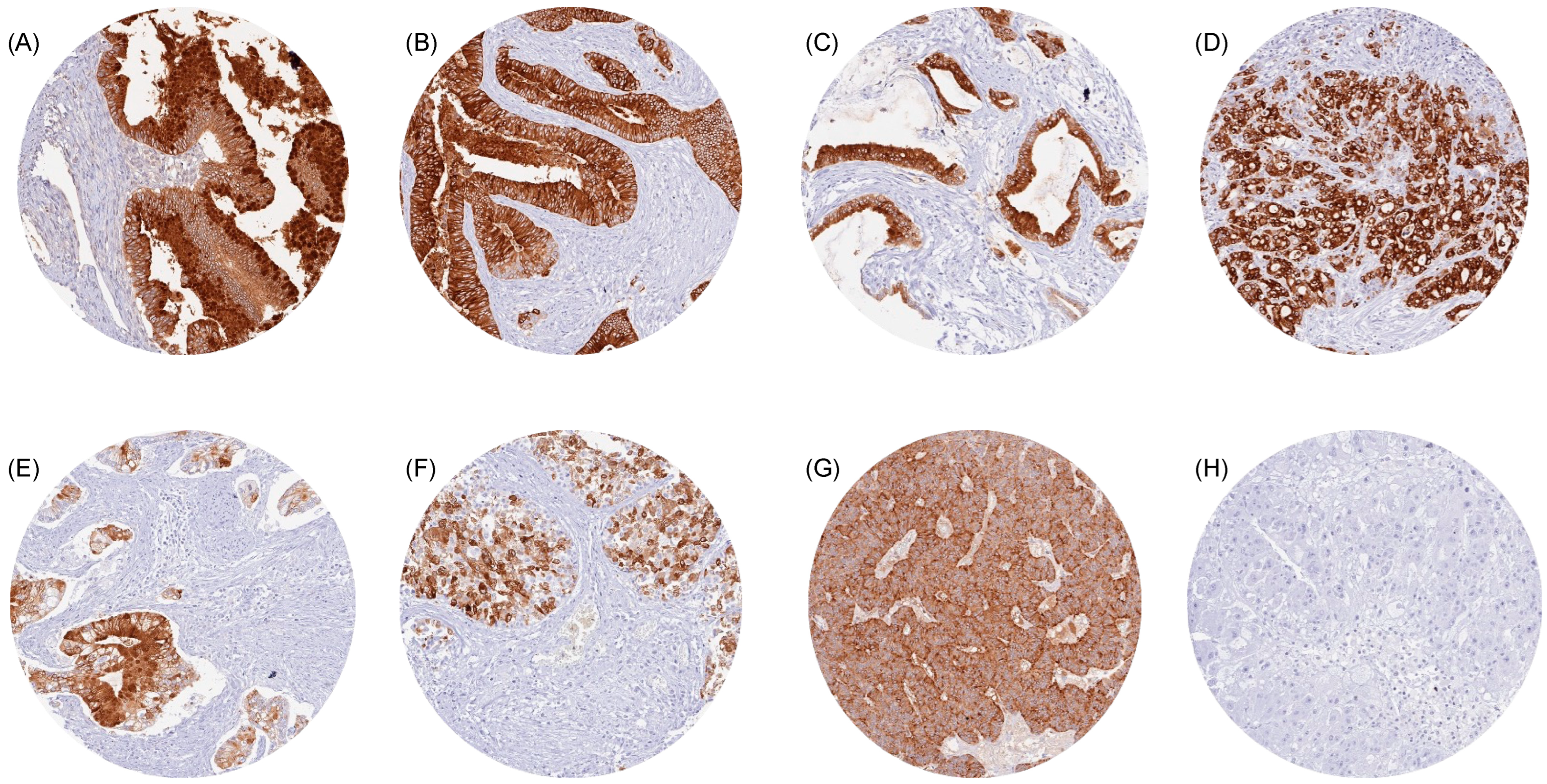 Diagnostics 14 02157 g002