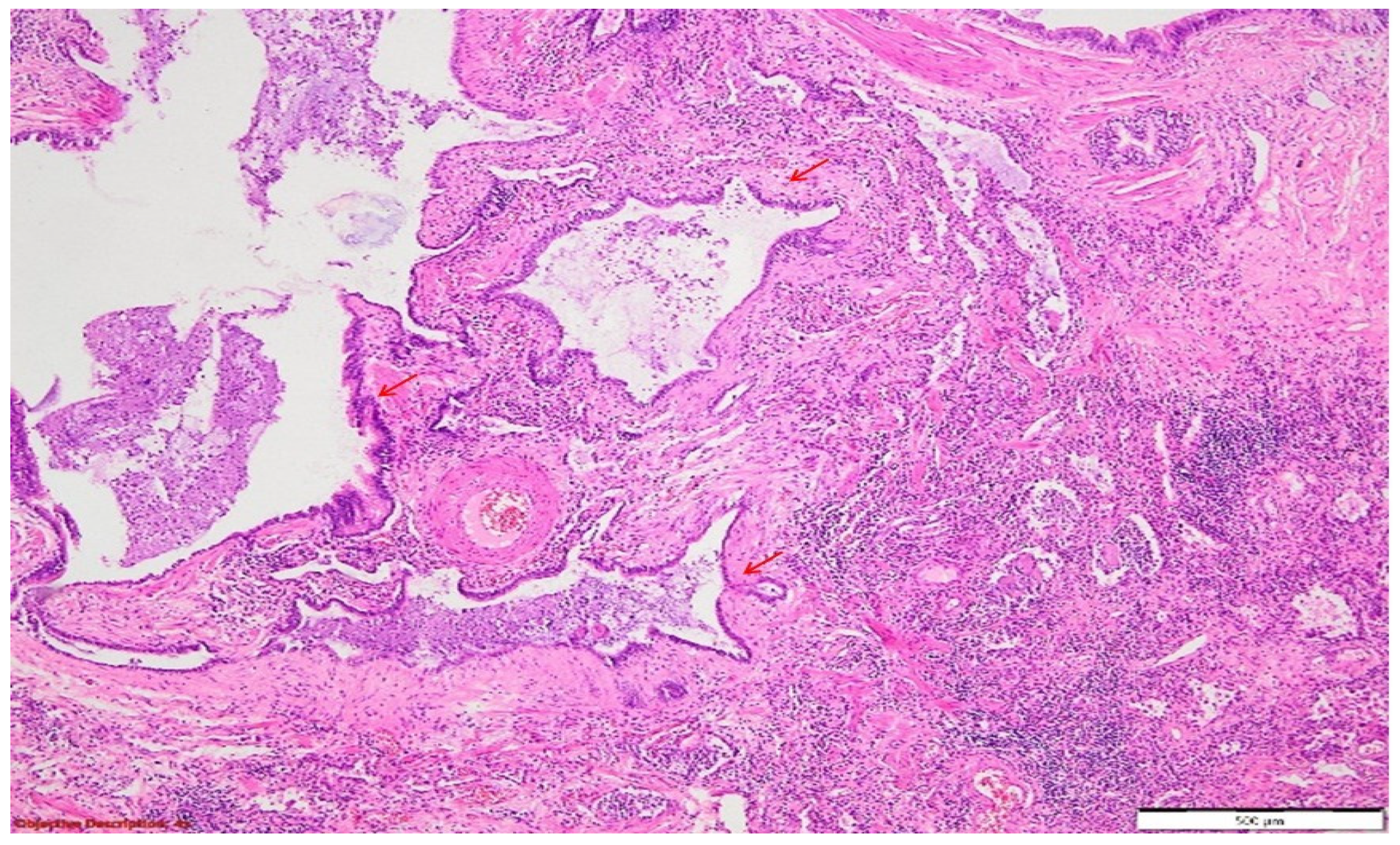 Diagnostics 14 02175 g007