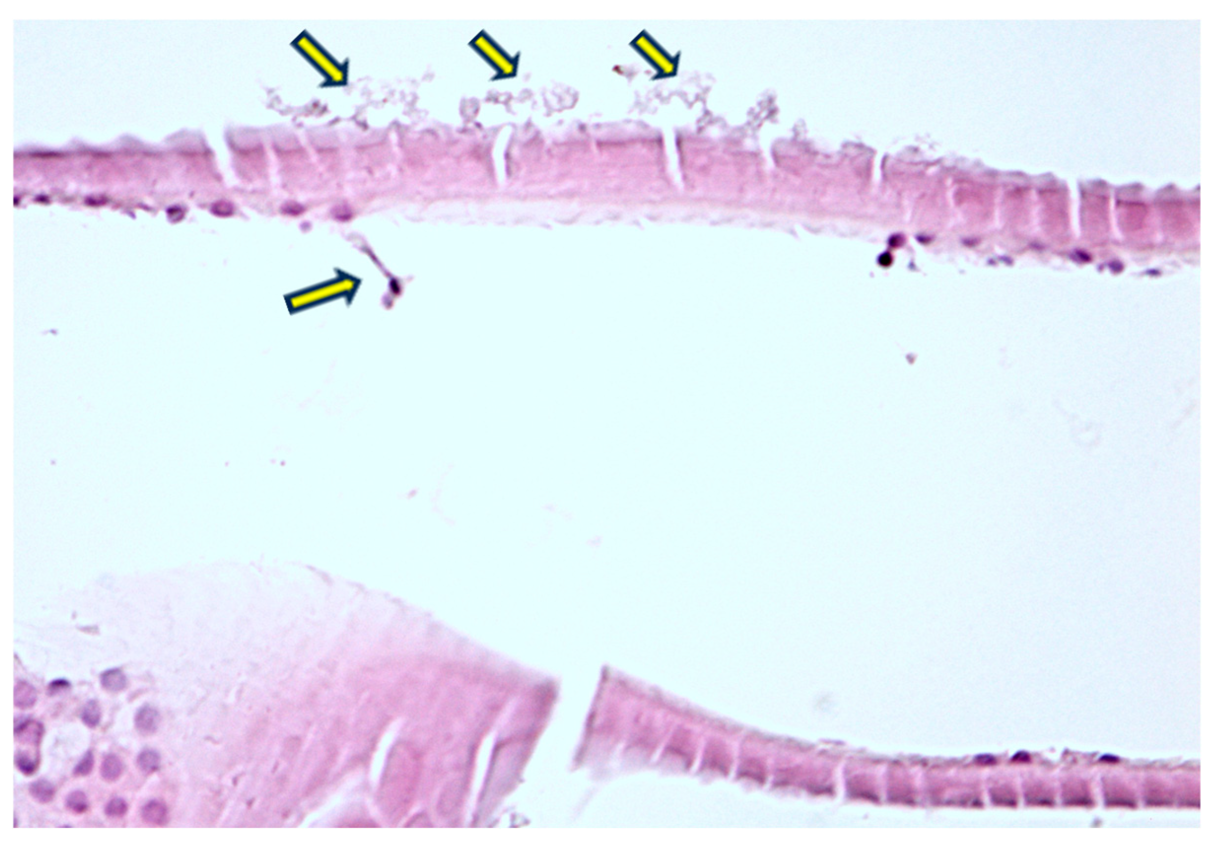 Diagnostics 14 02187 g004