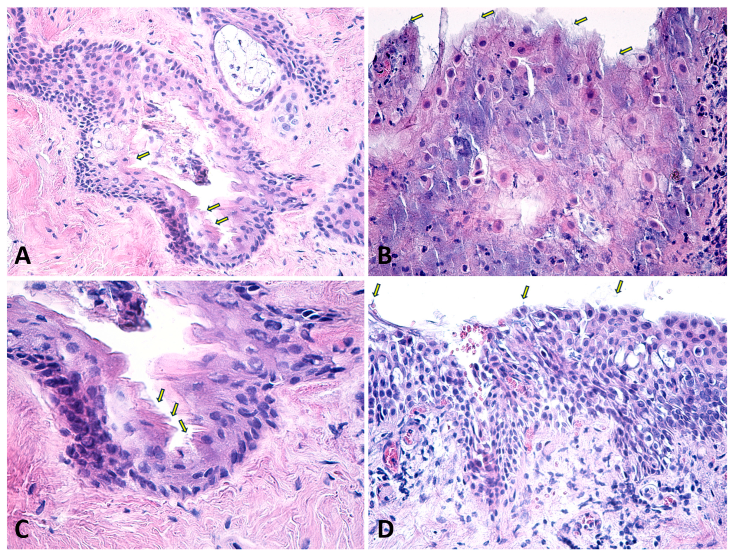Diagnostics 14 02187 g005