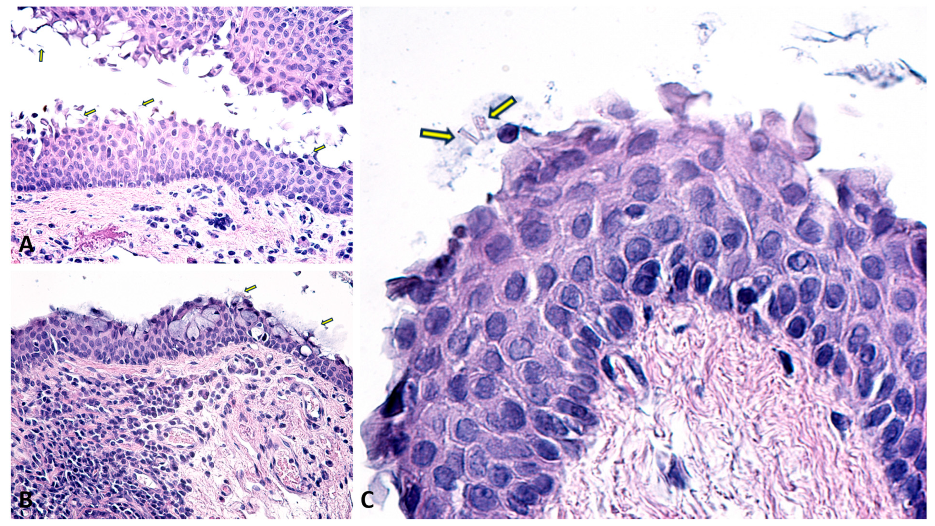 Diagnostics 14 02187 g007