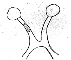 Diagnostics 14 02198 i001