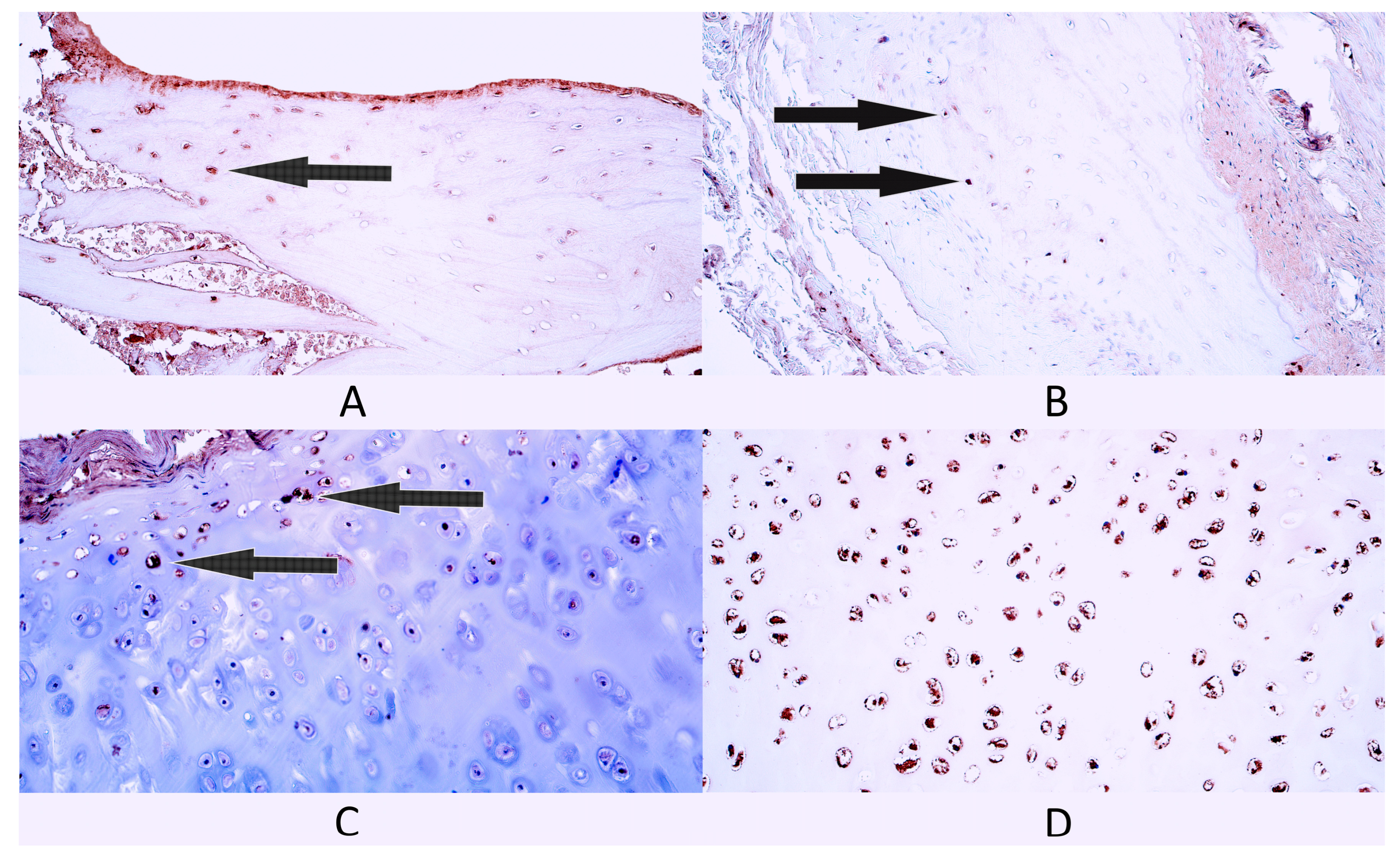 Diagnostics 14 02217 g003